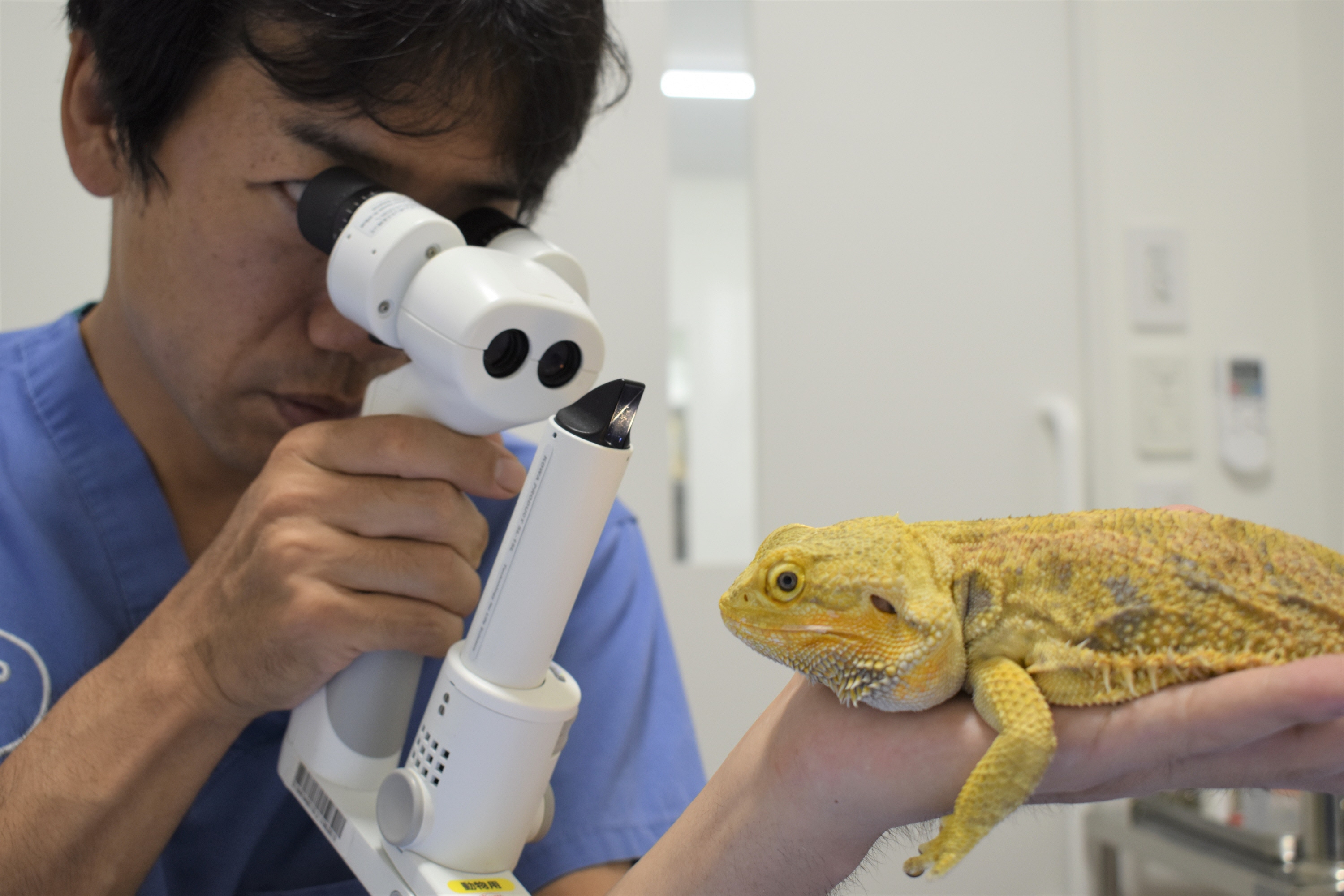 大阪のエキゾチックアニマルなら初心者も安心のUlu (ウル) | 丁寧に飼育, image size:3000x2000