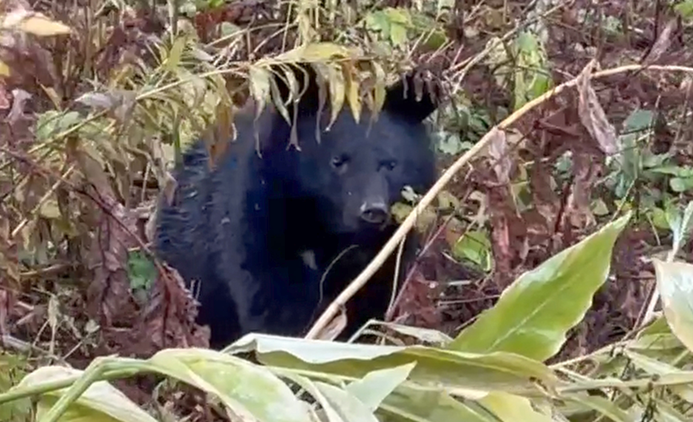 クマが出ない日はない」 深刻な被害の秋田 クマ遭遇の恐怖の中での生活