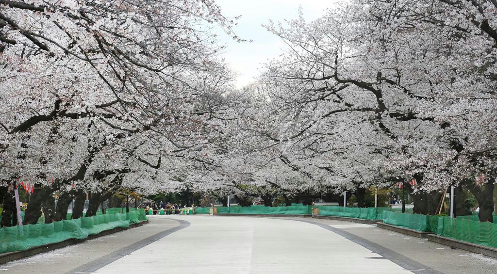 花見の名所を突然規制 東京都 全面自粛を要請 イザ