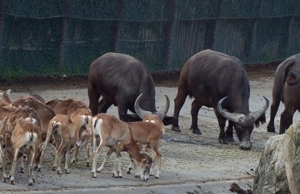 アフリカ水牛 サル ライオン 群れ で見ると違いが分かる 群馬サファリパーク 1 2ページ 産経ニュース