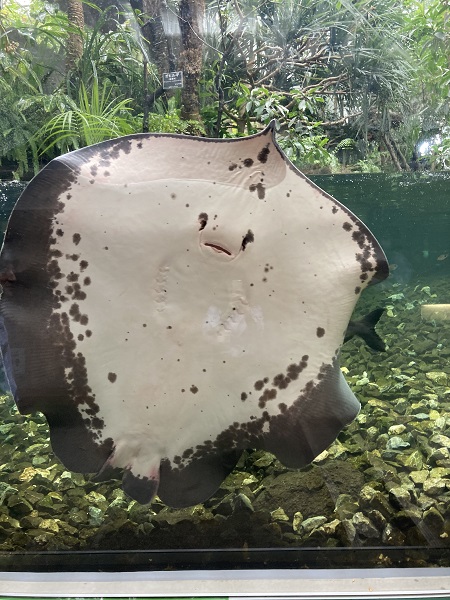 淡水エイ「ヒマンチュラ・チャオプラヤ」ぬいぐるみブランケットが