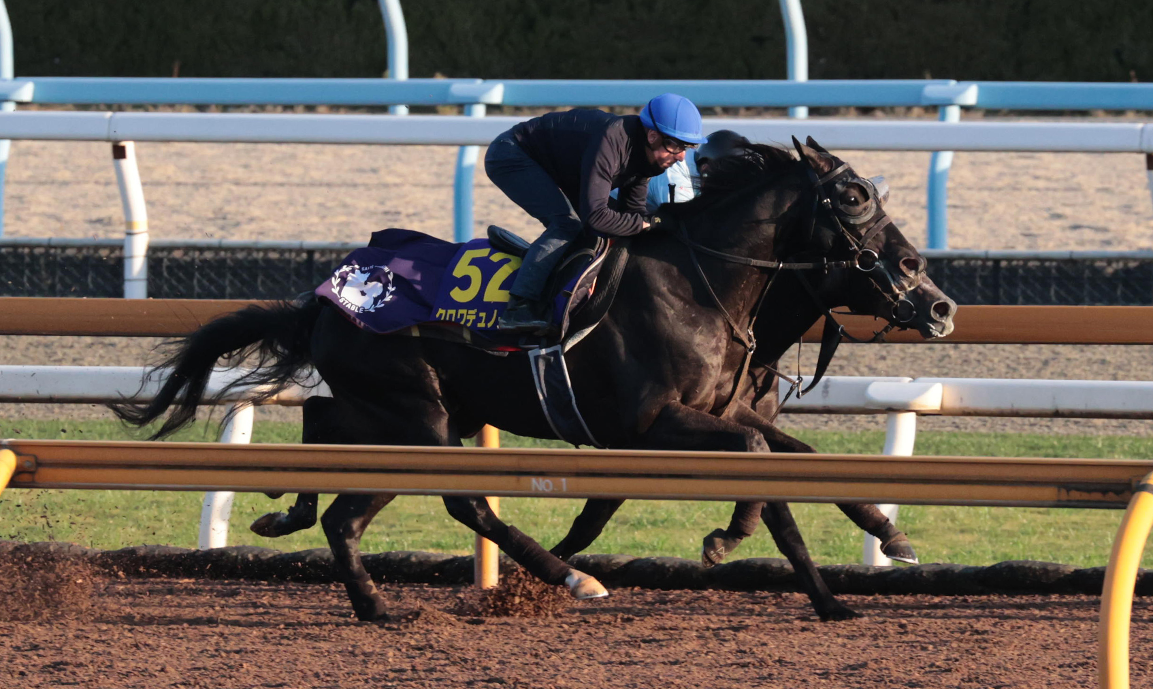 ジャパンC 追い切り】クロワデュノール 出走へGO格 斉藤崇師「いいとき