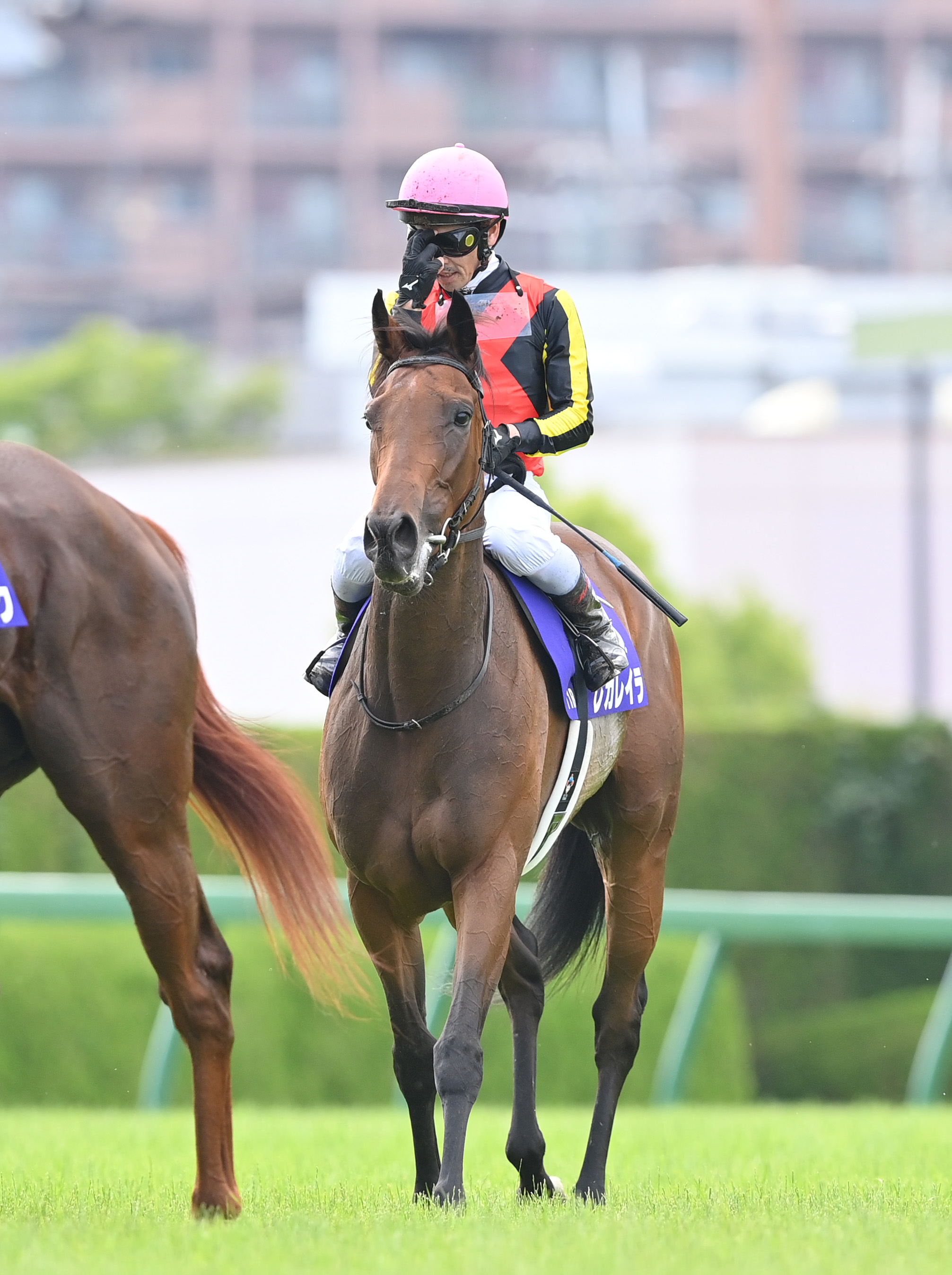 レガレイラ（Regaleira） | 競馬データベース | JRA-VAN World