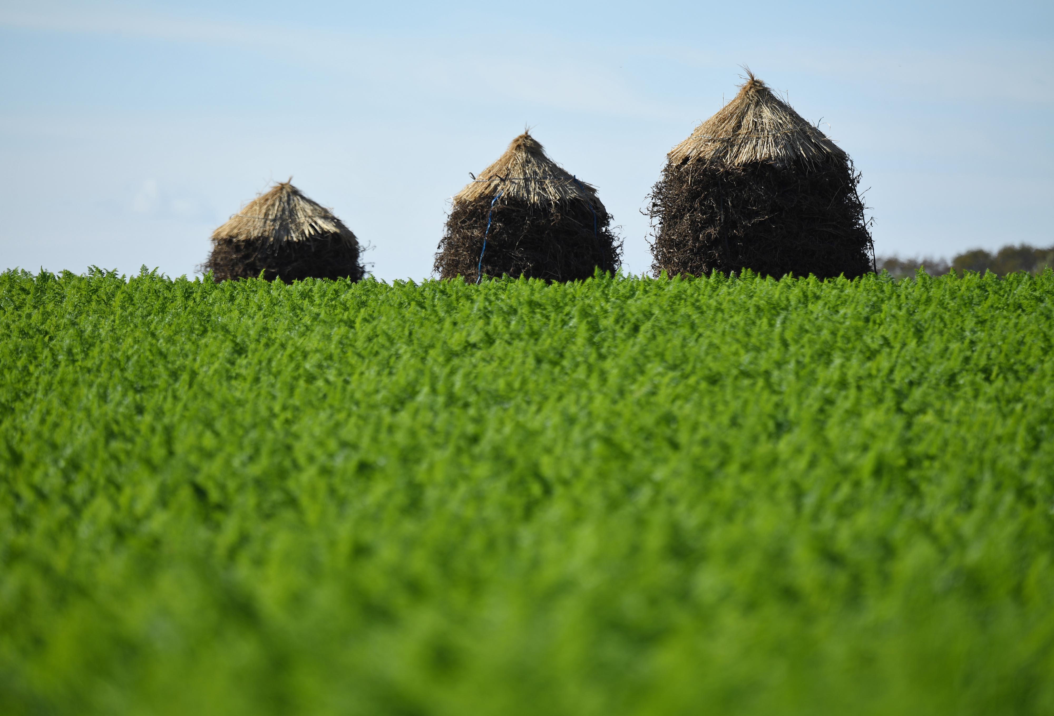 フォト特集 動画 落花生 乾かす 帽子 の列 千葉 晩秋の ぼっち 産経ニュース フォト特集 動画 落花生 乾かす 帽子 の列 千葉 晩秋の ぼっち 産経ニュース
