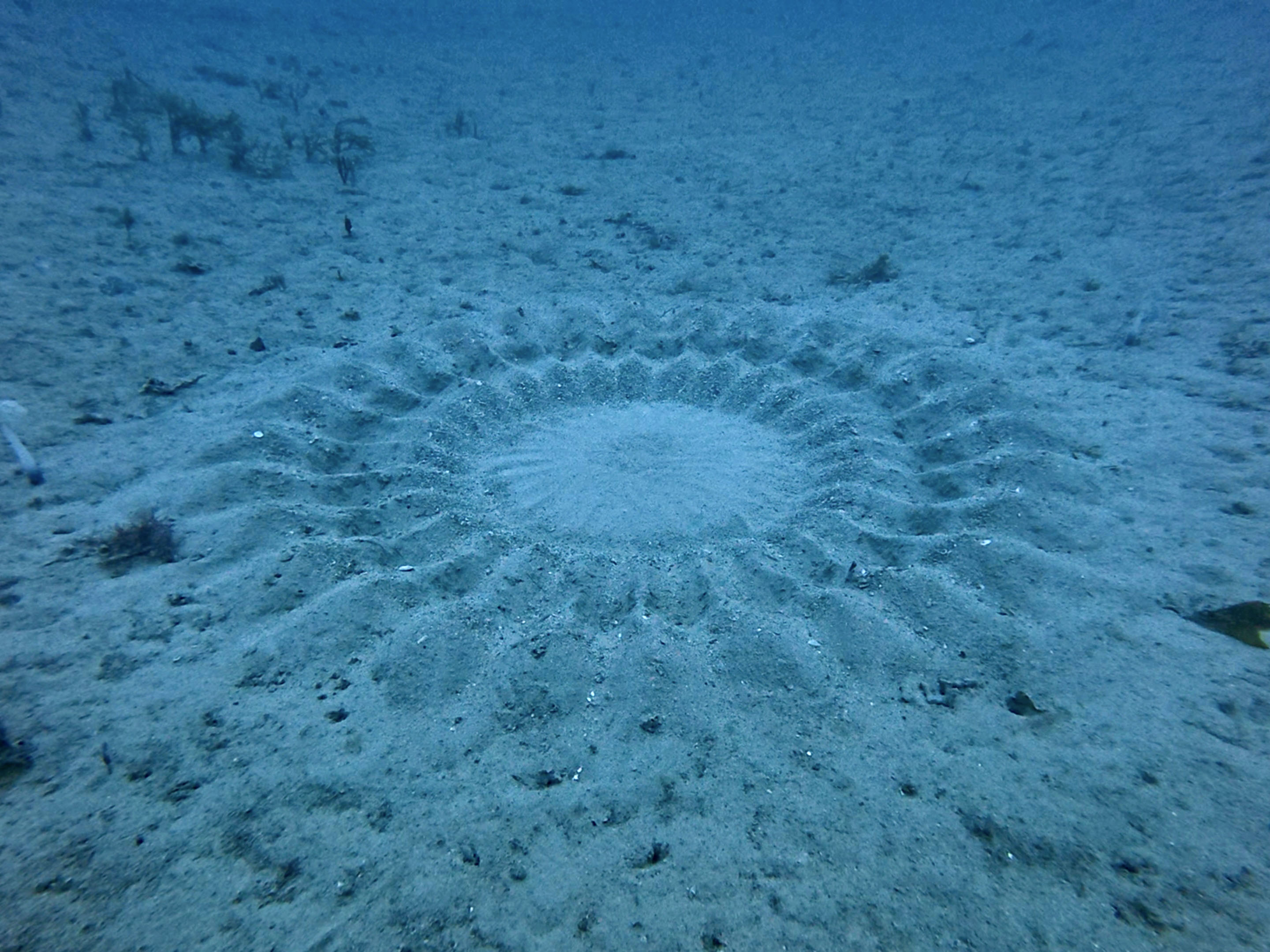 海底に「ミステリーサークル」 奄美沖のフグ、幾何学模様の産卵床作る