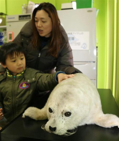 生きたアザラシそっくり 須磨海浜水族館で剥製標本など展示 - 産経ニュース