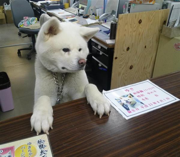 秋田犬が秋田県ｐｒ 再生１００万回以上 犬の鳴き声で歌って踊って ピコ太郎に続け モフモフ 1 3ページ 産経ニュース