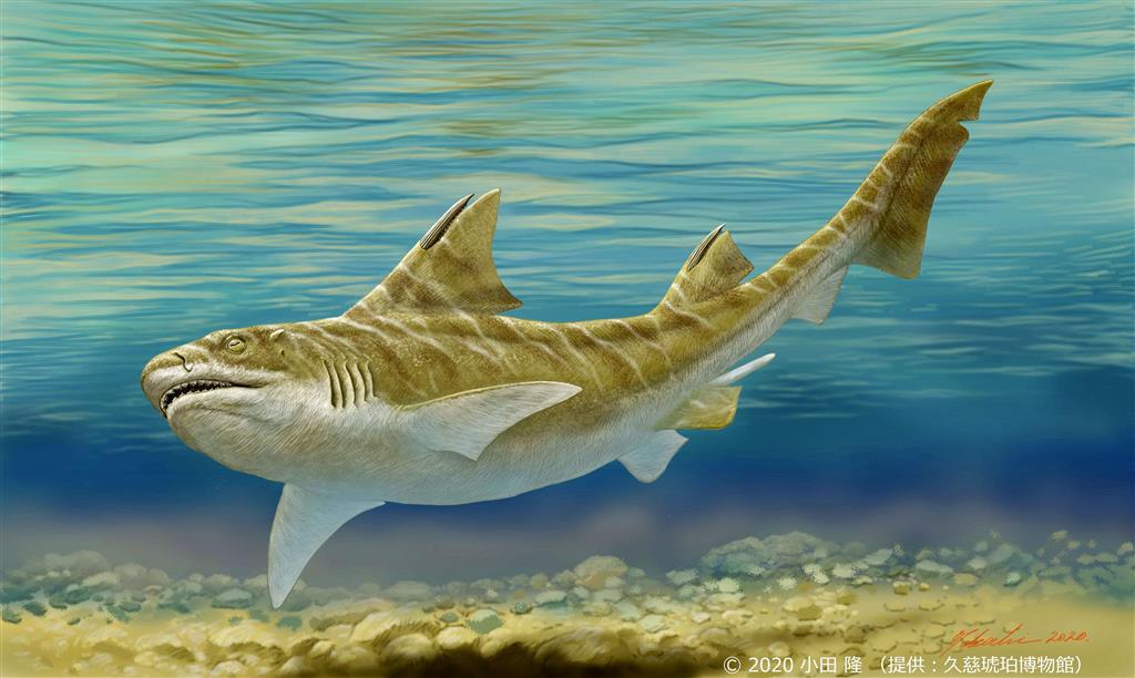 800年前のサメの背骨の化石 - アンティーク/コレクション