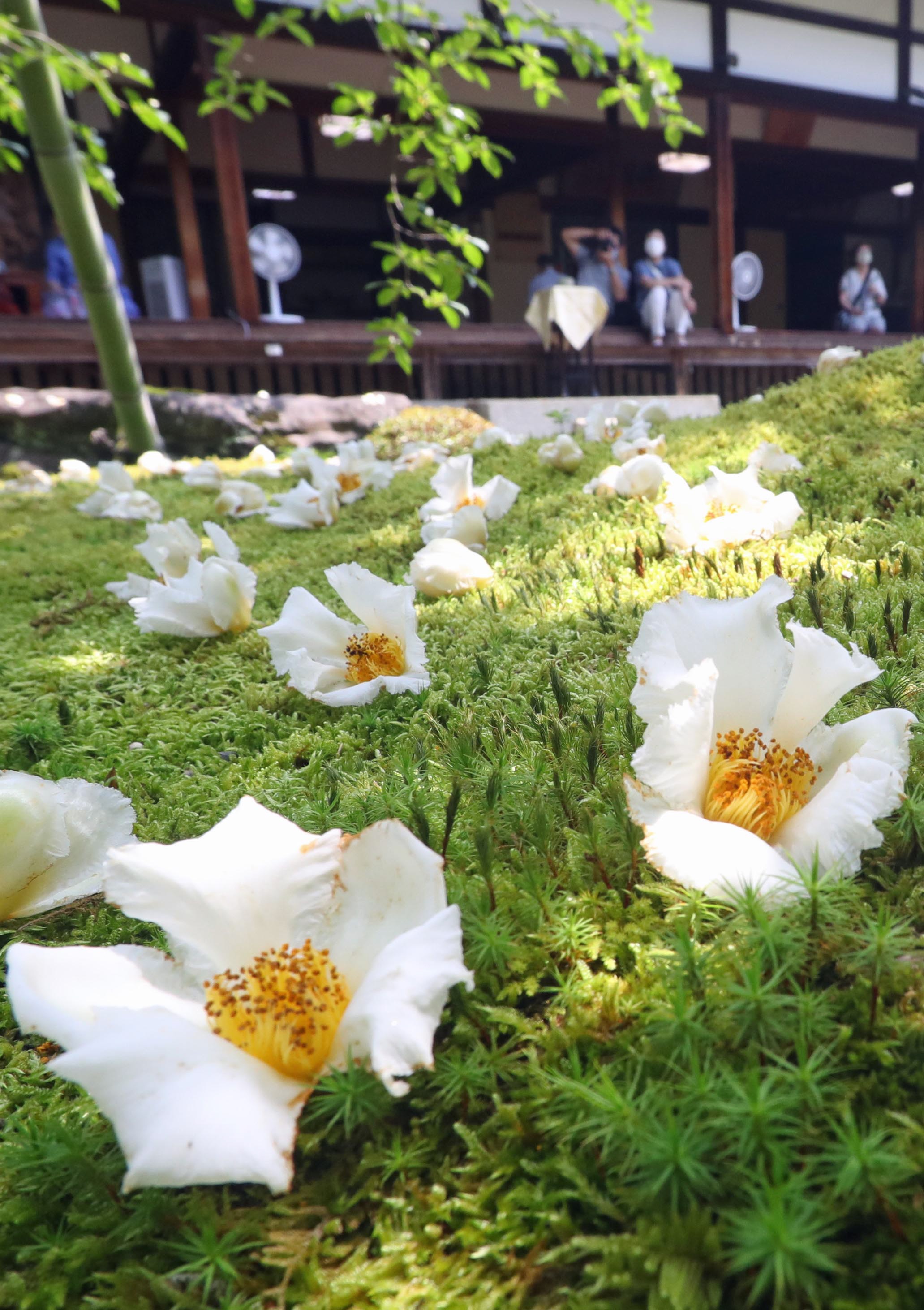 沙羅の花に世の無常重ね 京都 東林院で愛でる会始まる 産経ニュース