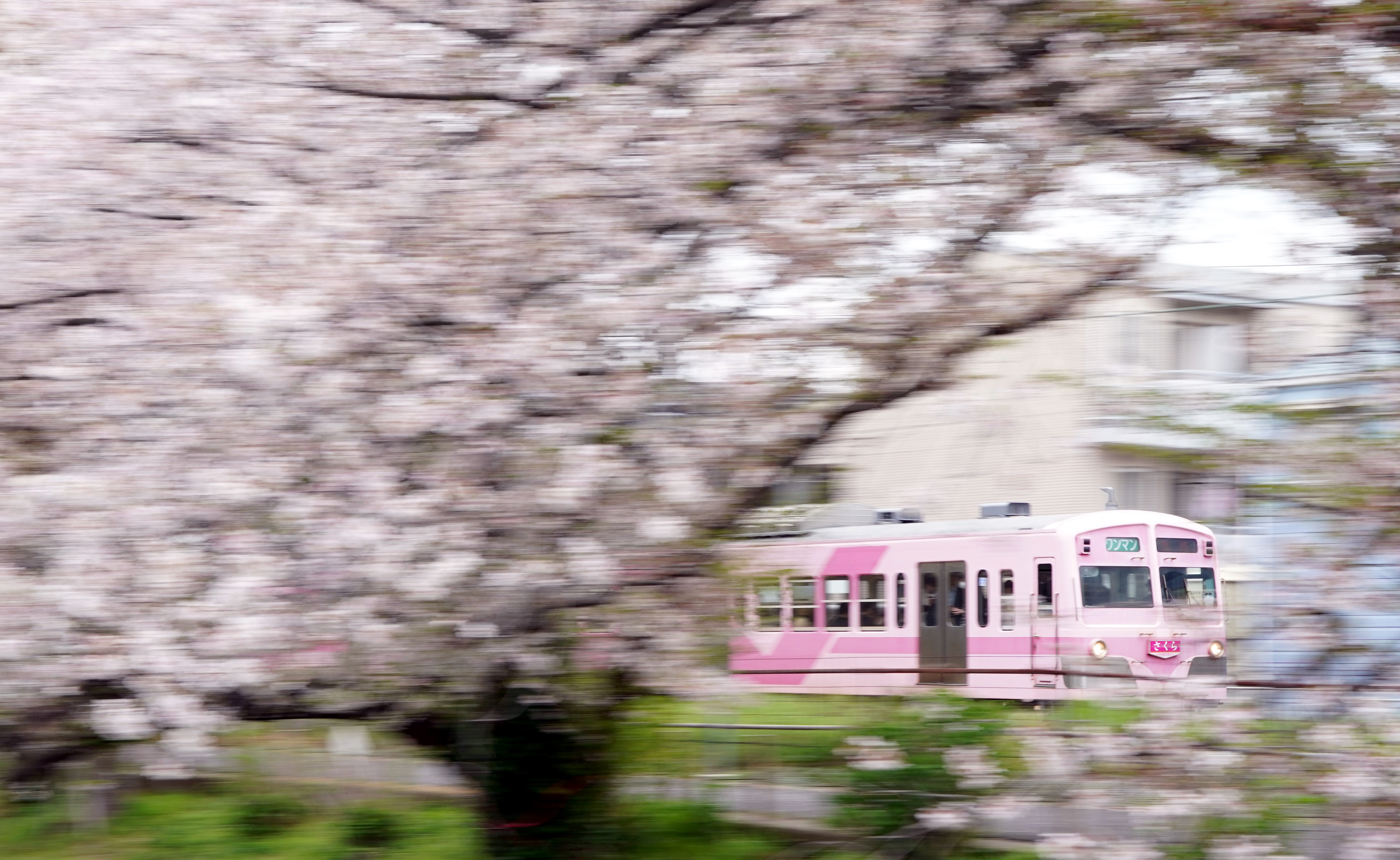 流れる桜の横を走る「さくら号」 千葉のローカル線・流鉄 桜便り