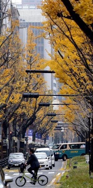 御堂筋のトリビア １ なんでイチョウなん 並木会議 で意見が真っ二つ 1 2ページ 産経ニュース