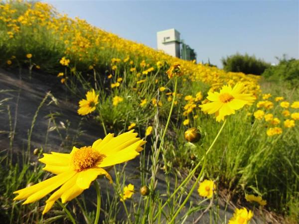 美しい花には危険が 外来種 オオキンケイギク に注意 繁殖力強く生態系に影響 神戸市が呼びかけ 産経ニュース