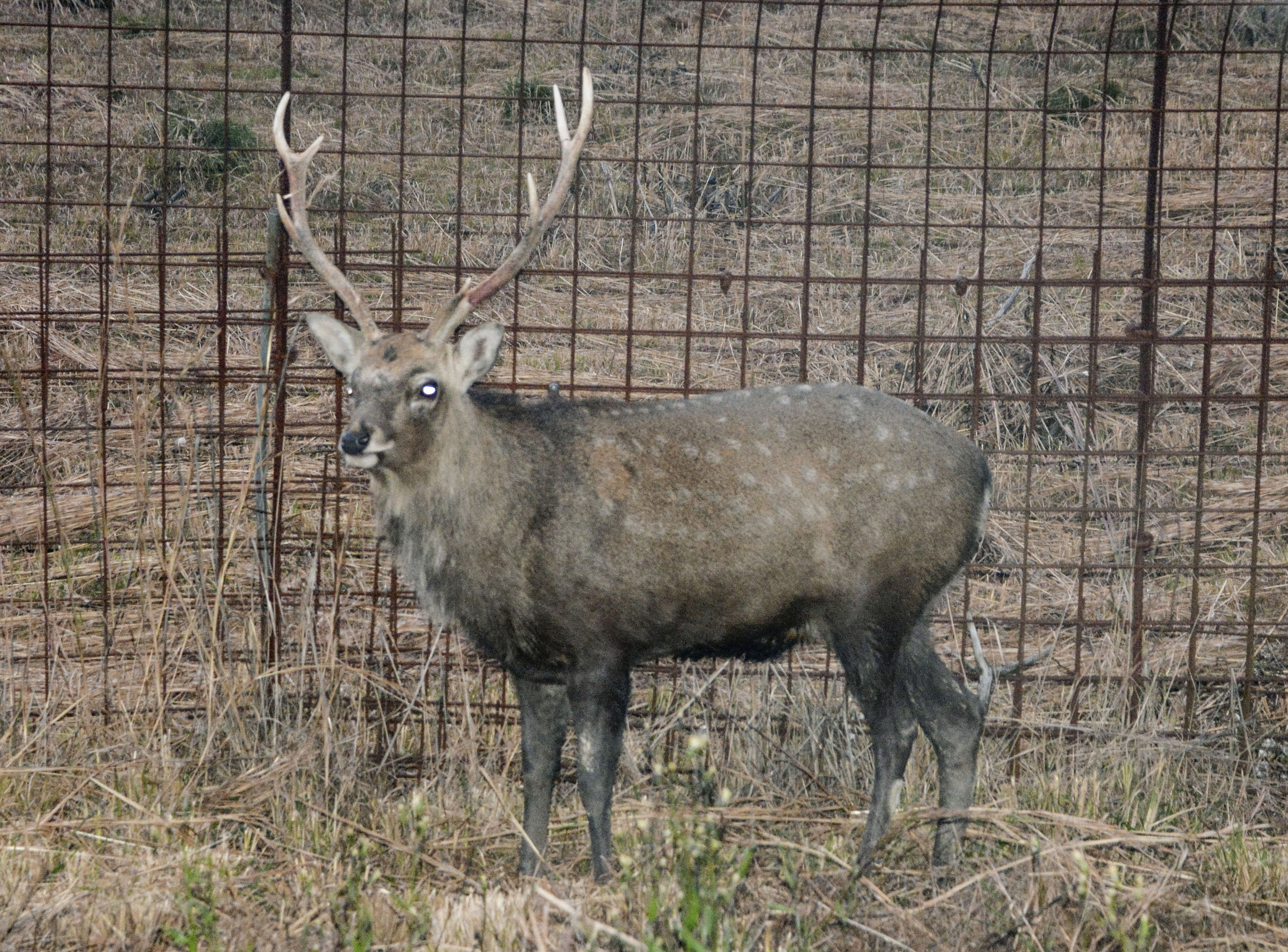 シカに襲われたか、島根の研究センター職員死亡 飼育している雄ジカの