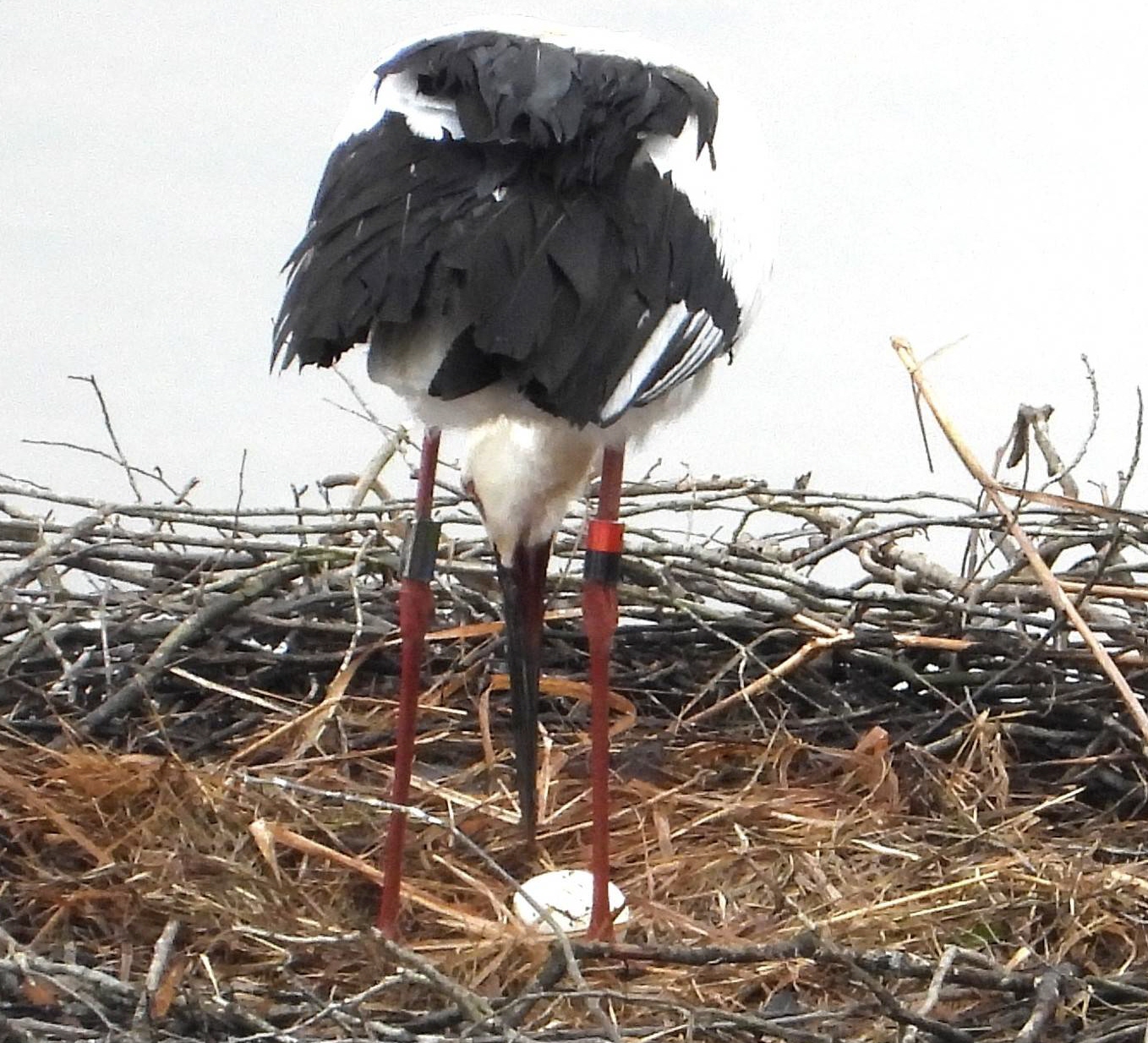 コウノトリ の 巣