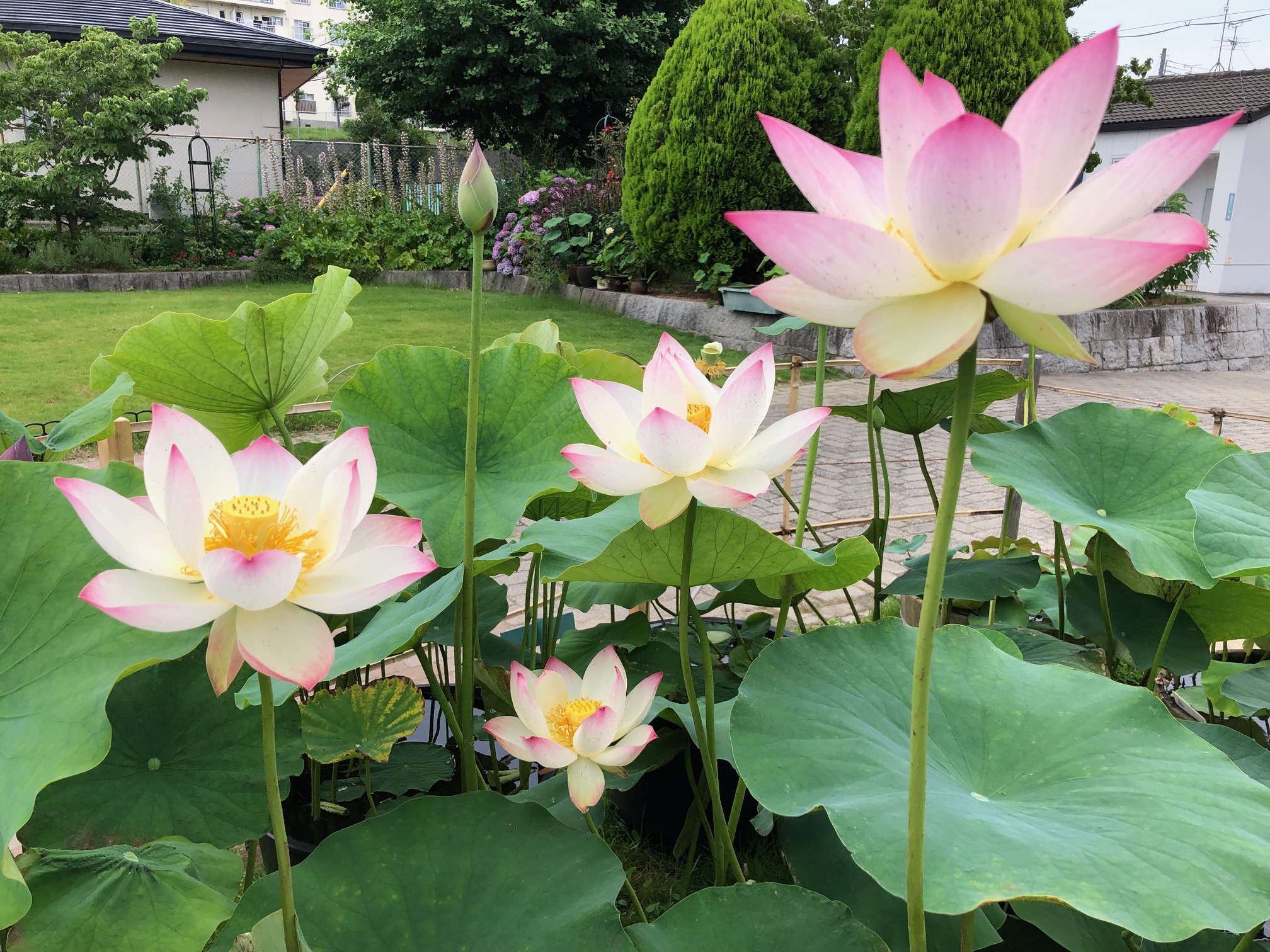 熊取町・長池オアシス公園でハス開花 - 産経ニュース