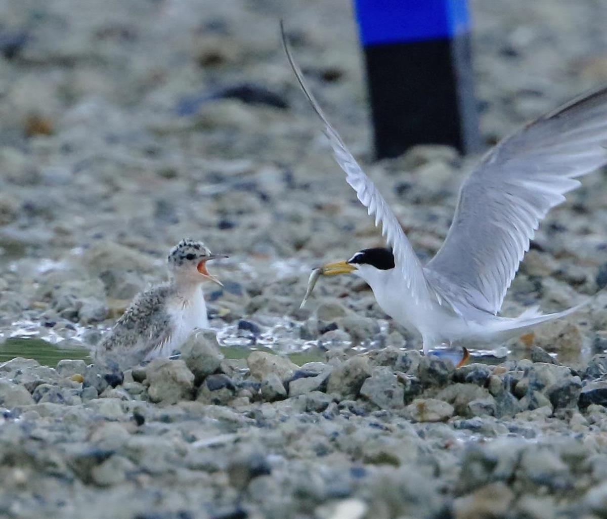 絶滅危惧のコアジサシ 奈良市の工場跡地で子育て 産経ニュース