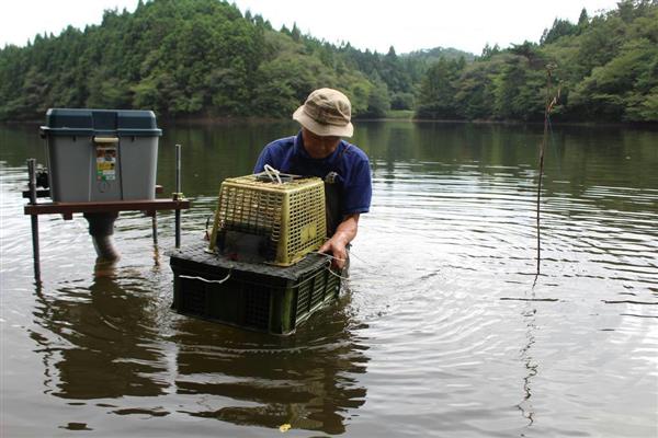 ソロモンの頭巾 アメリカザリガニ 省力型の連続捕獲装置が登場 長辻象平 1 2ページ 産経ニュース