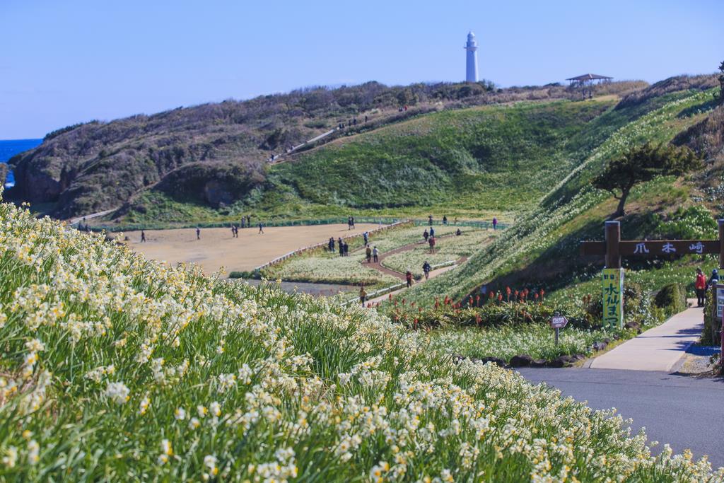 日本再発見 たびを楽しむ 野水仙３００万本 漂う甘い匂い 爪木崎自然公園 静岡県下田市 産経ニュース