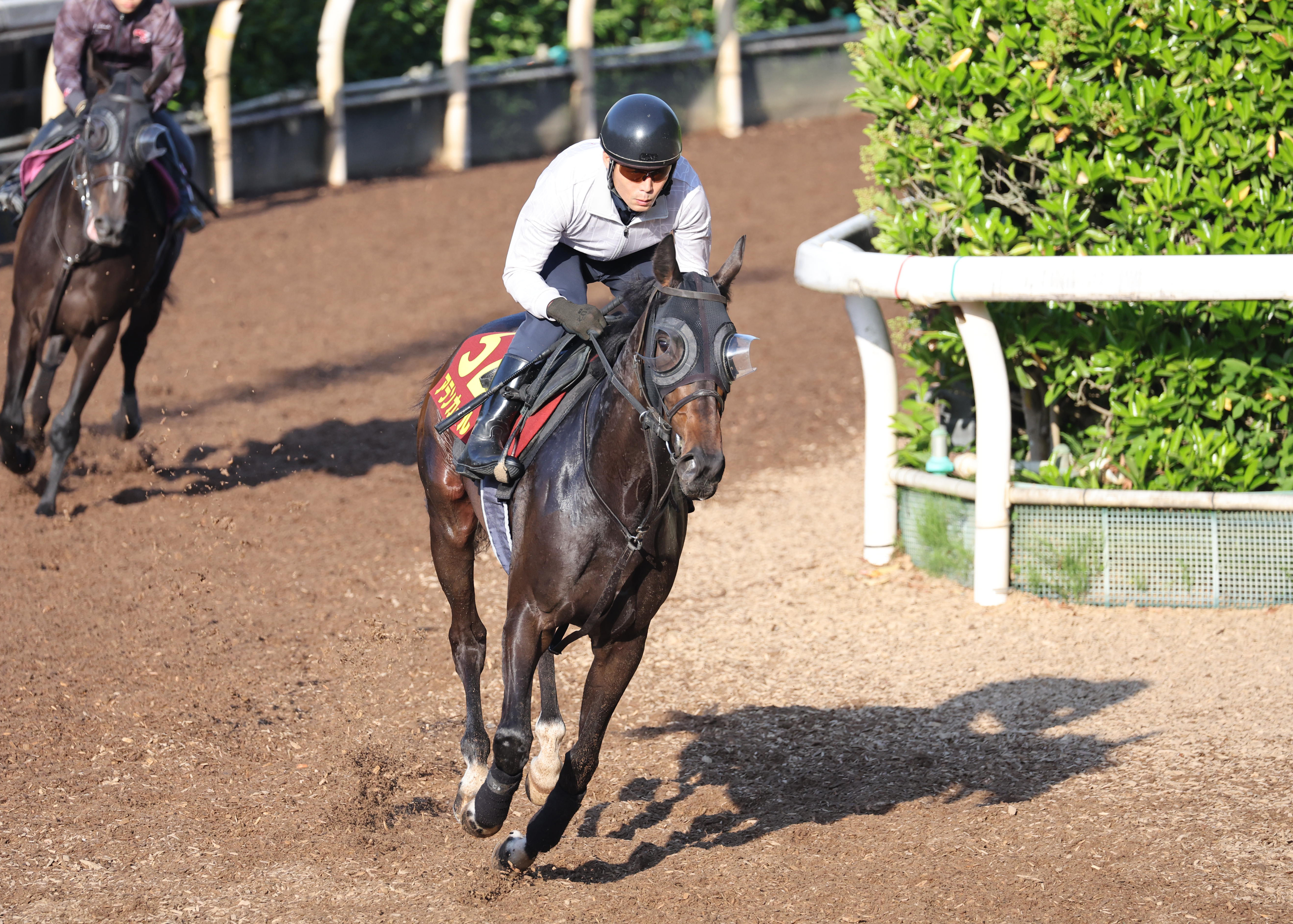 オークス 火曜追い切り】アランカールが異例の火曜追い 斉藤崇師「動き