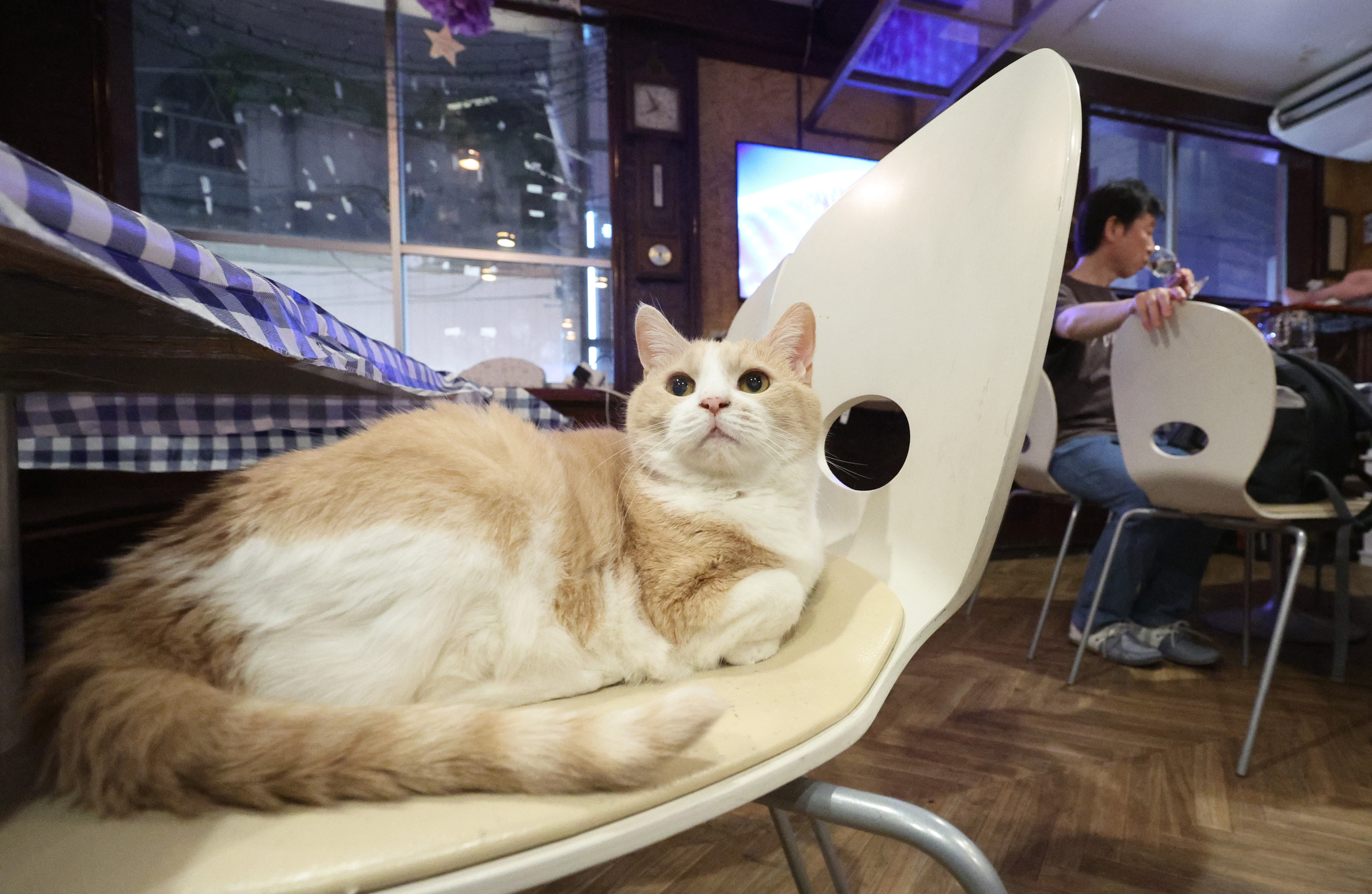 動画】3匹の看板猫がおもてニャし 香箱座りを下から眺められる居酒屋