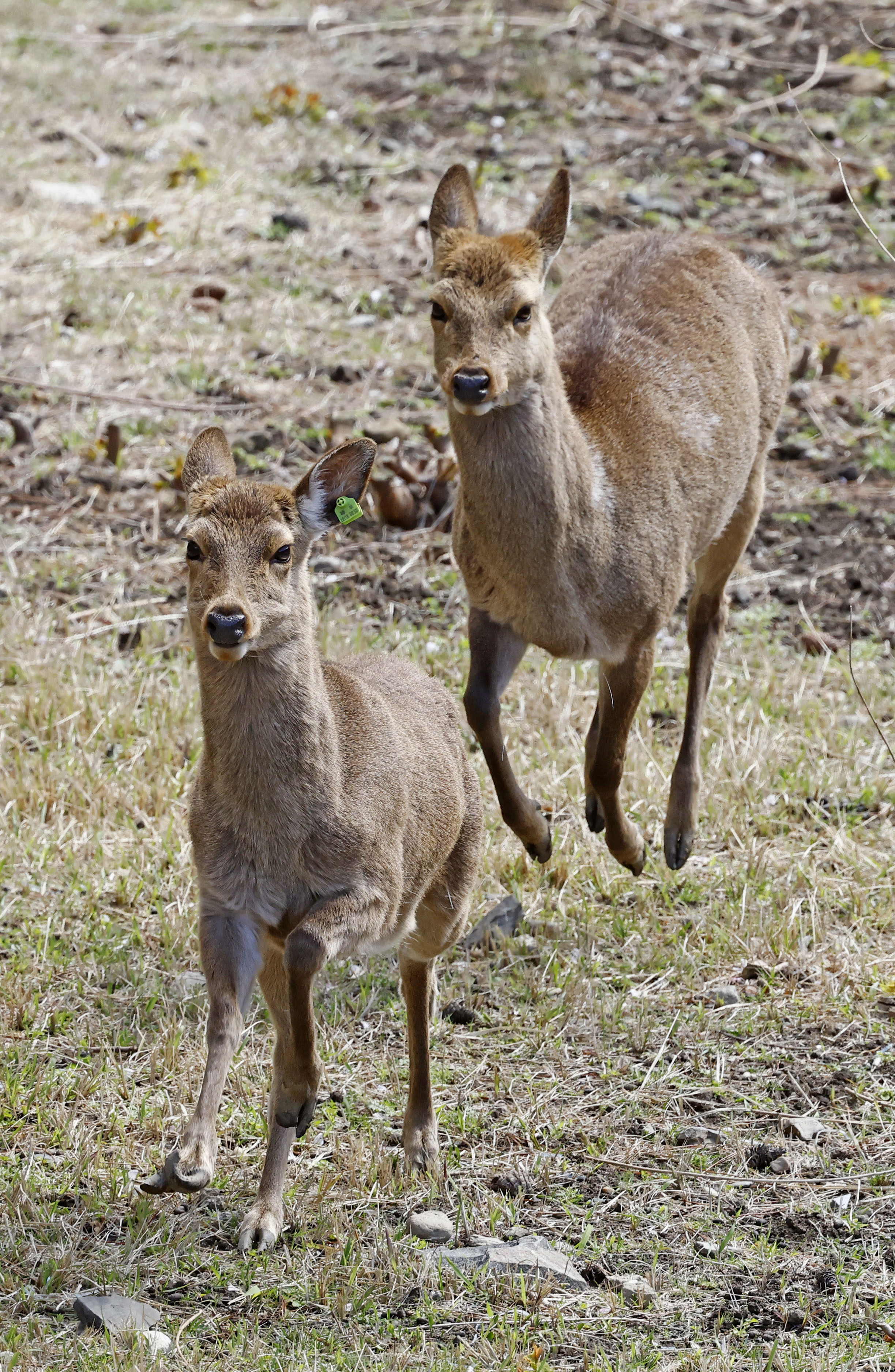 名古屋城の「やまむらちゃん」死ぬ 堀で生息の雌シカ、老衰と推定
