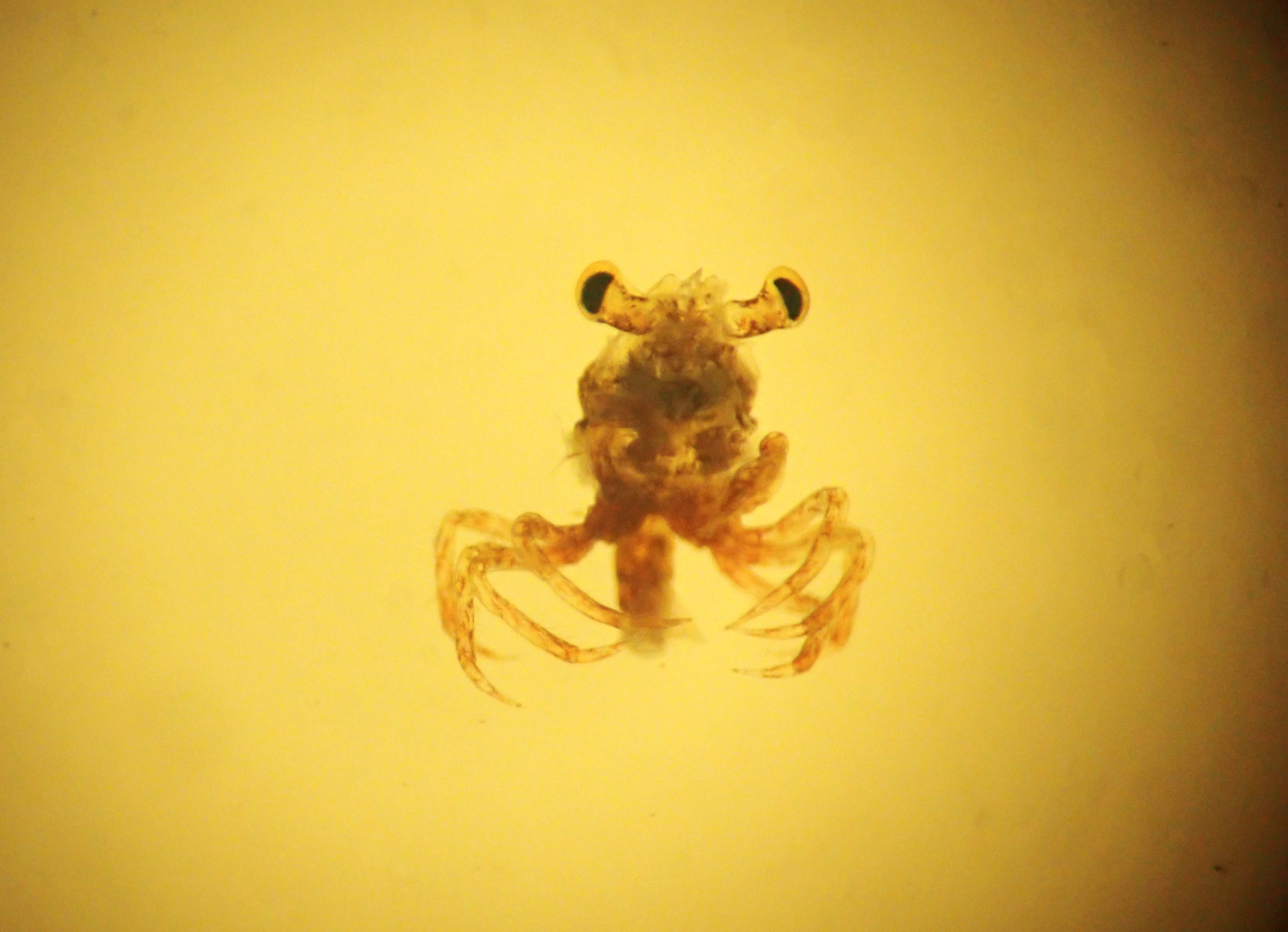 海遊館diary】世界最大のタカアシガニ 生まれたばかりはエビ