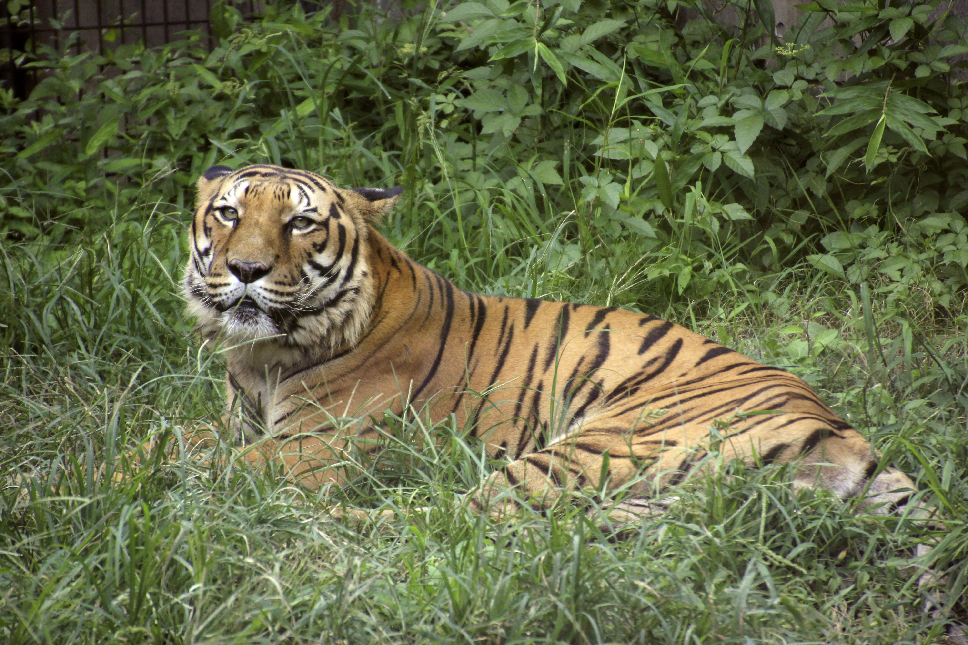 国内最高齢トラ死ぬ ２２歳 ６月下旬から食欲落ち いしかわ動物園 産経ニュース