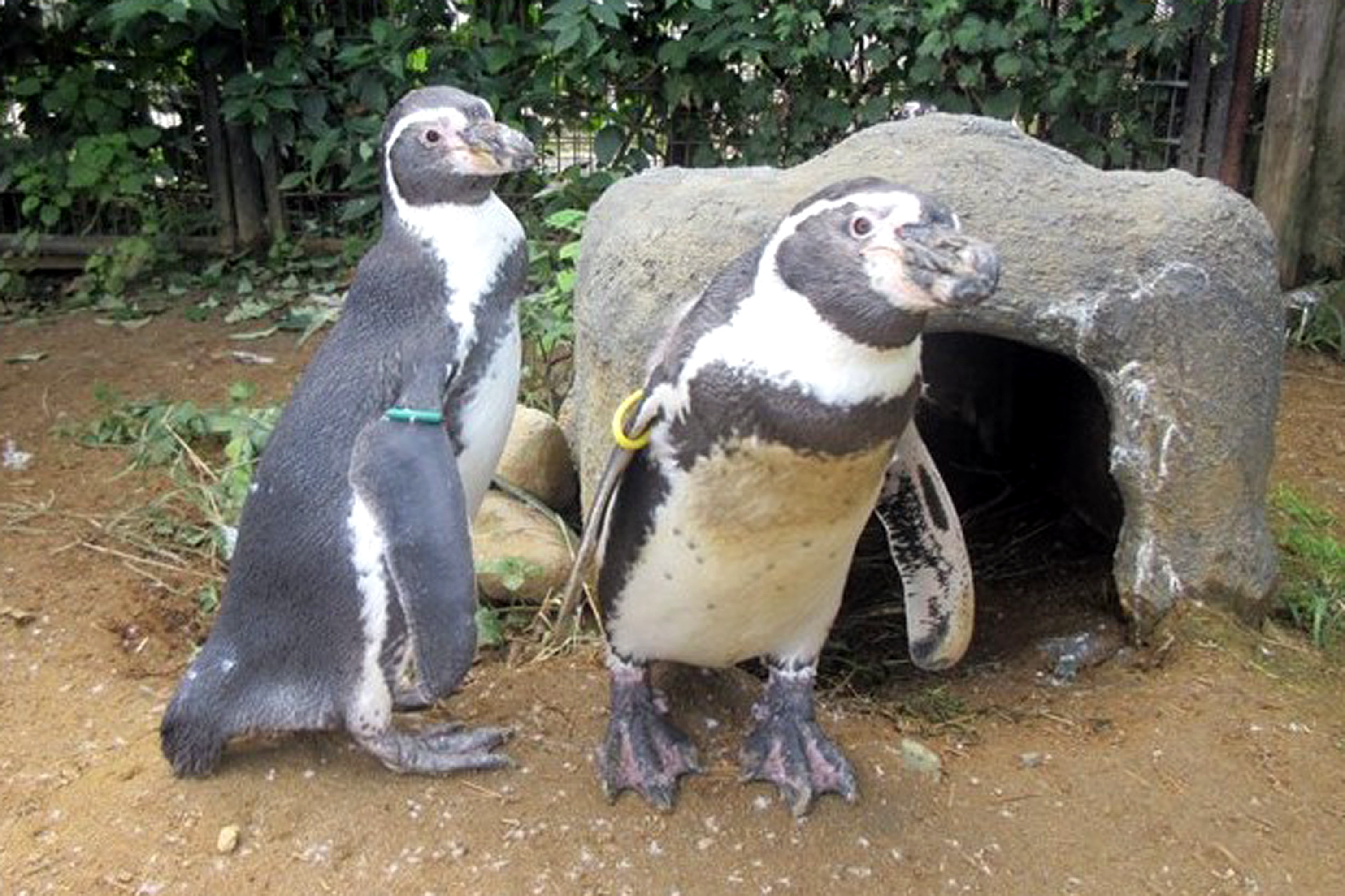 ペンギン4羽が立て続けに死ぬ 仙台・八木山動物公園「熱中症でも鳥