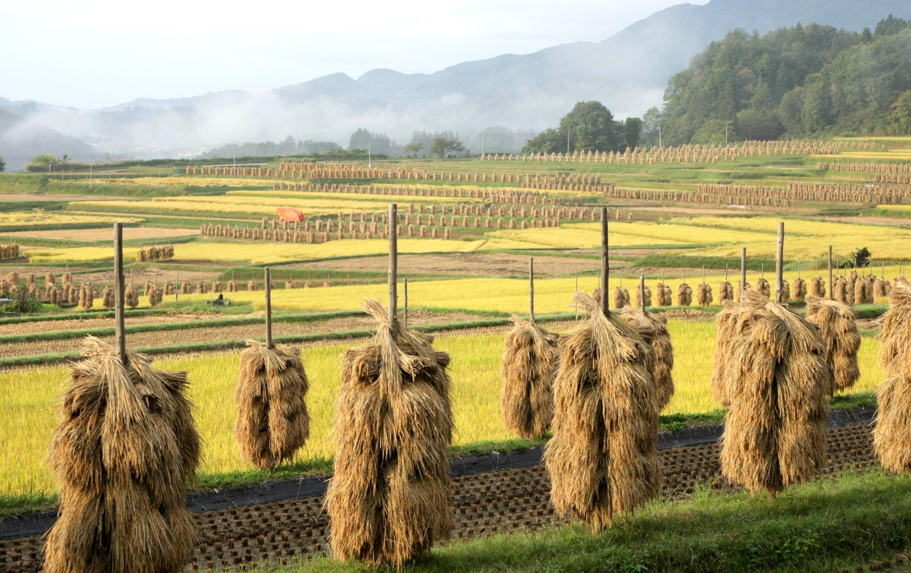 動画】緑に映える黄金色の棚田 山形・椹平棚田 アーカイブ「探訪