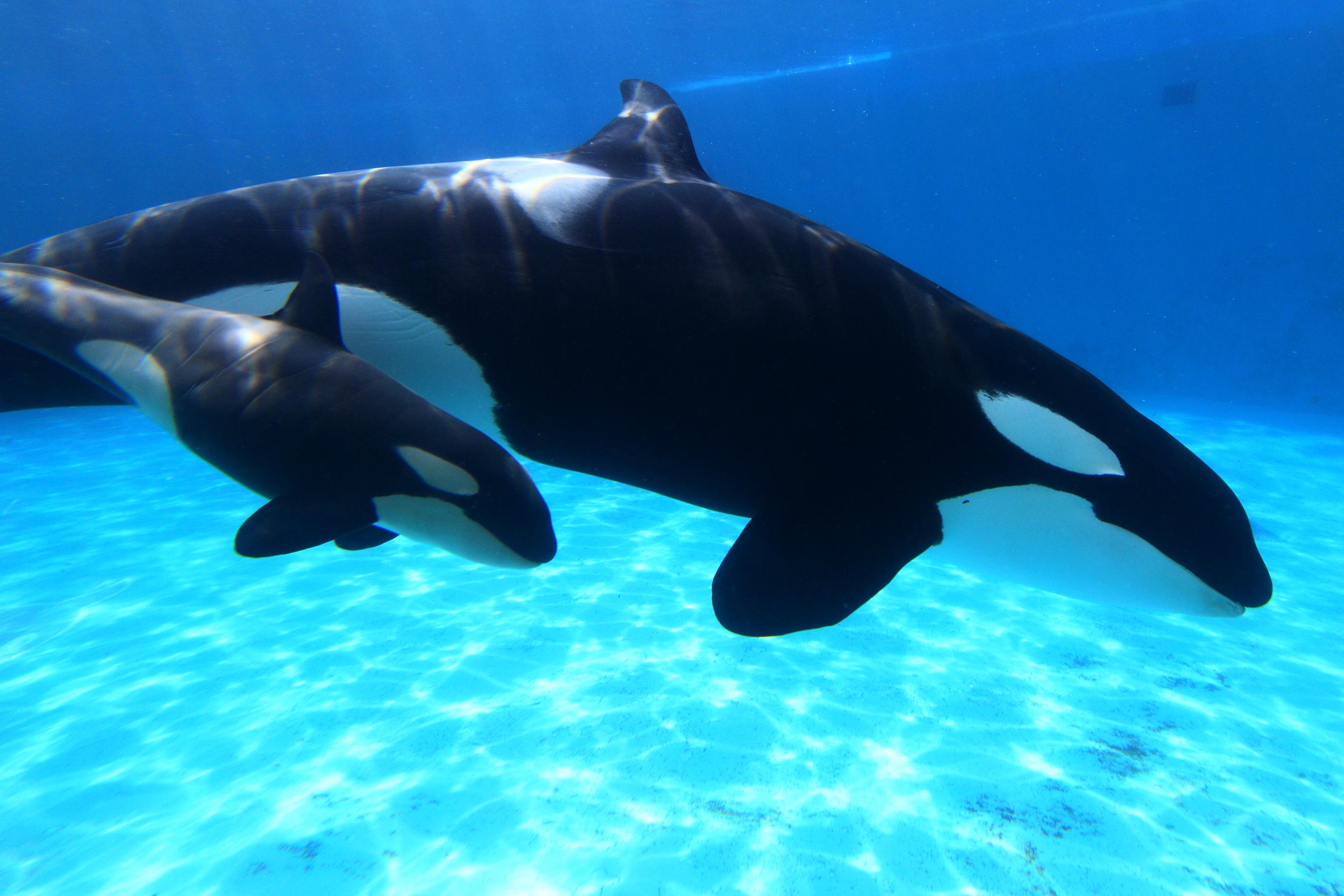 立派なお母さんになったシャチ「ステラ」 アザラシのように歩き回る