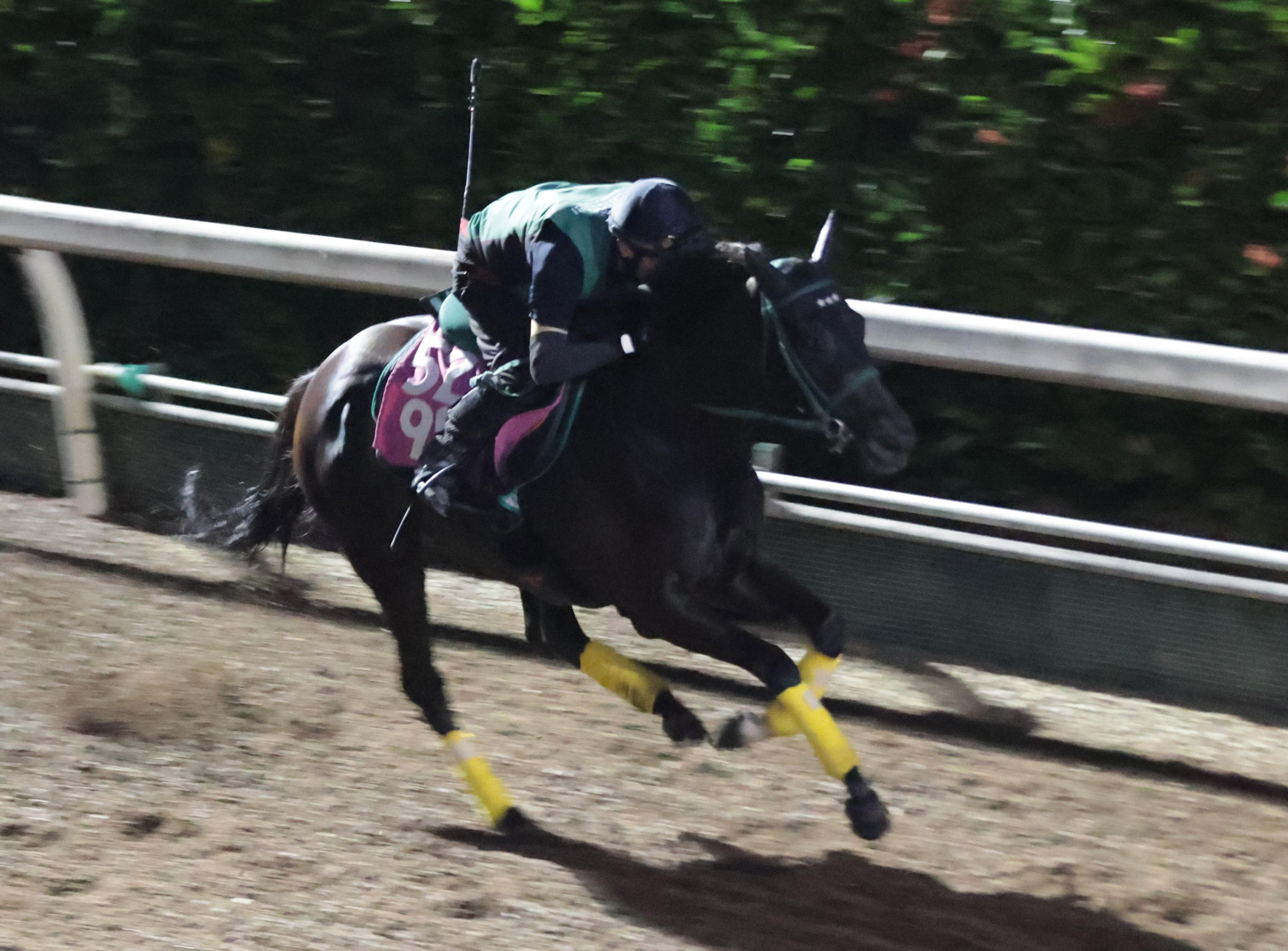 紫苑S 木曜追い切り】ダノンフェアレディ軽快ラスト12秒2 橋口調