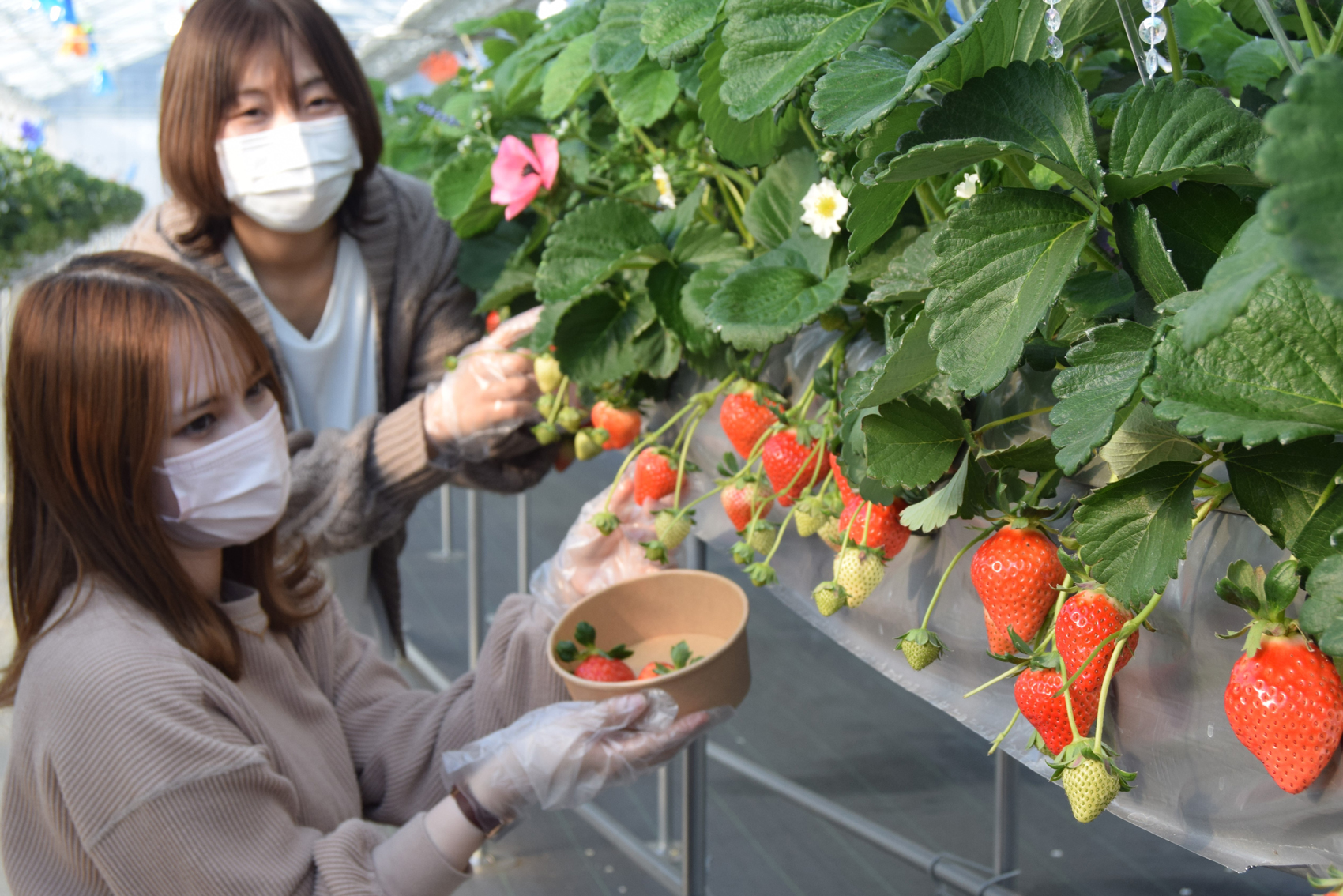 千葉の京成バラ園にイチゴ狩りスペース オズの温室 開設 イザ