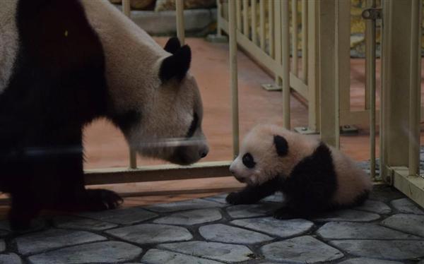 関西の議論 中国もびっくり １５頭のパンダ誕生させた和歌山アドベンチャーワールド 繁殖の技術力に国内外から注目 1 5ページ 産経ニュース