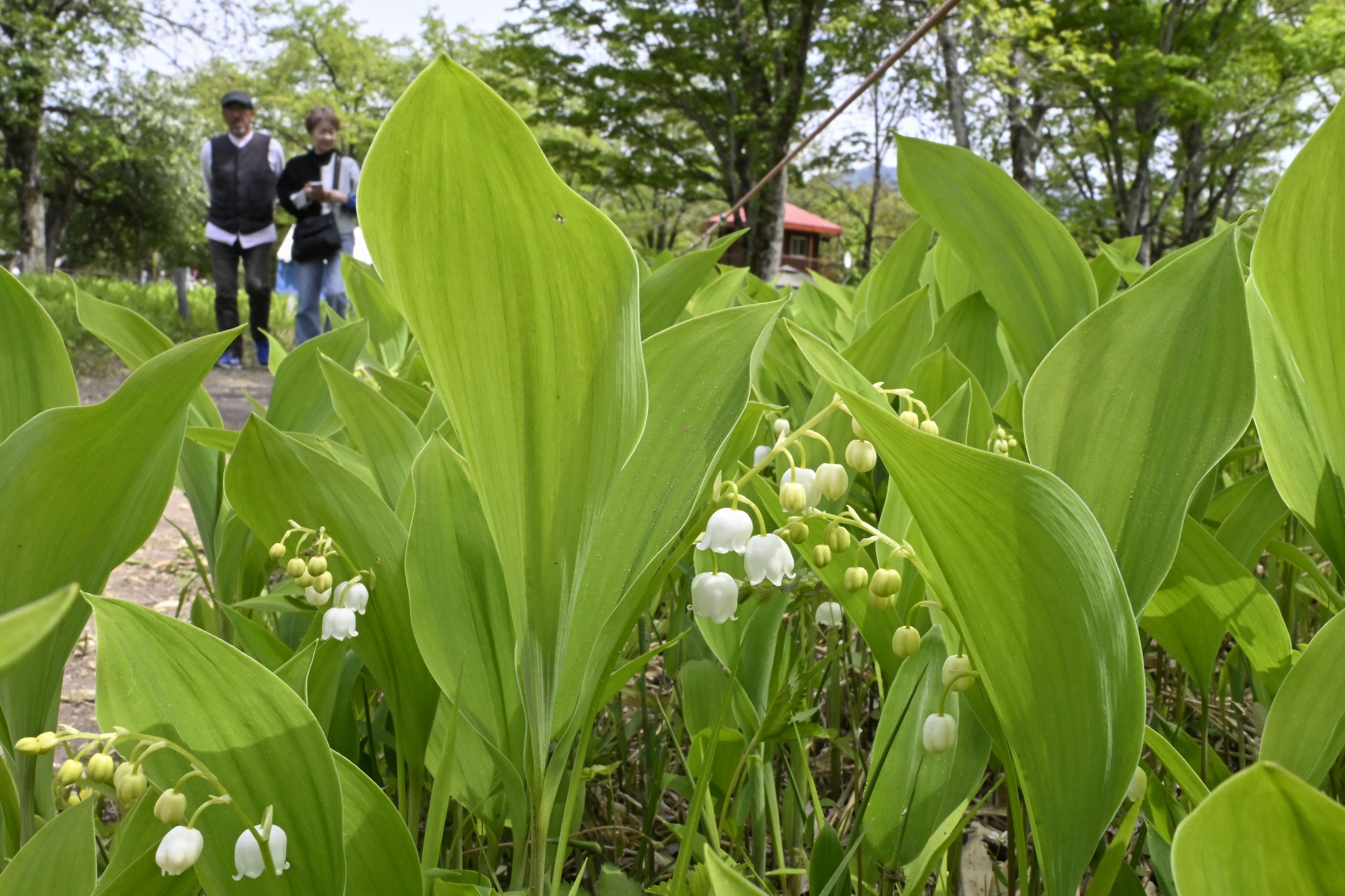 初夏彩るスズランが開花 北海道・平取の群生地 乱獲などで一時は絶滅の