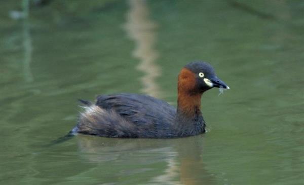 琵琶湖の希少種水鳥カイツブリ 水草 ヨシ のない場所でも巧みに生息 市民調査で判明 産経ニュース