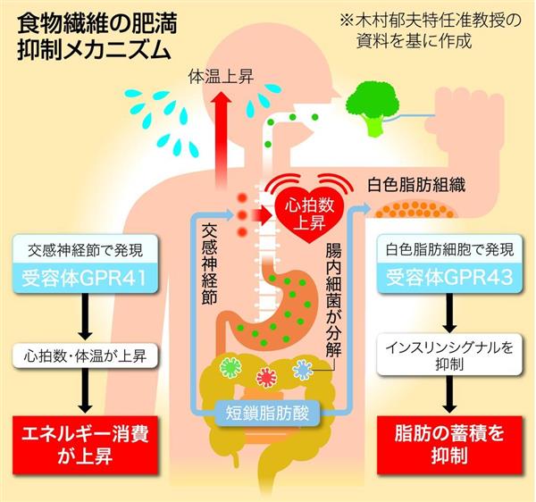 stop メタボリックシンドローム 医食同源 科学で解明 1 2ページ 産経ニュース