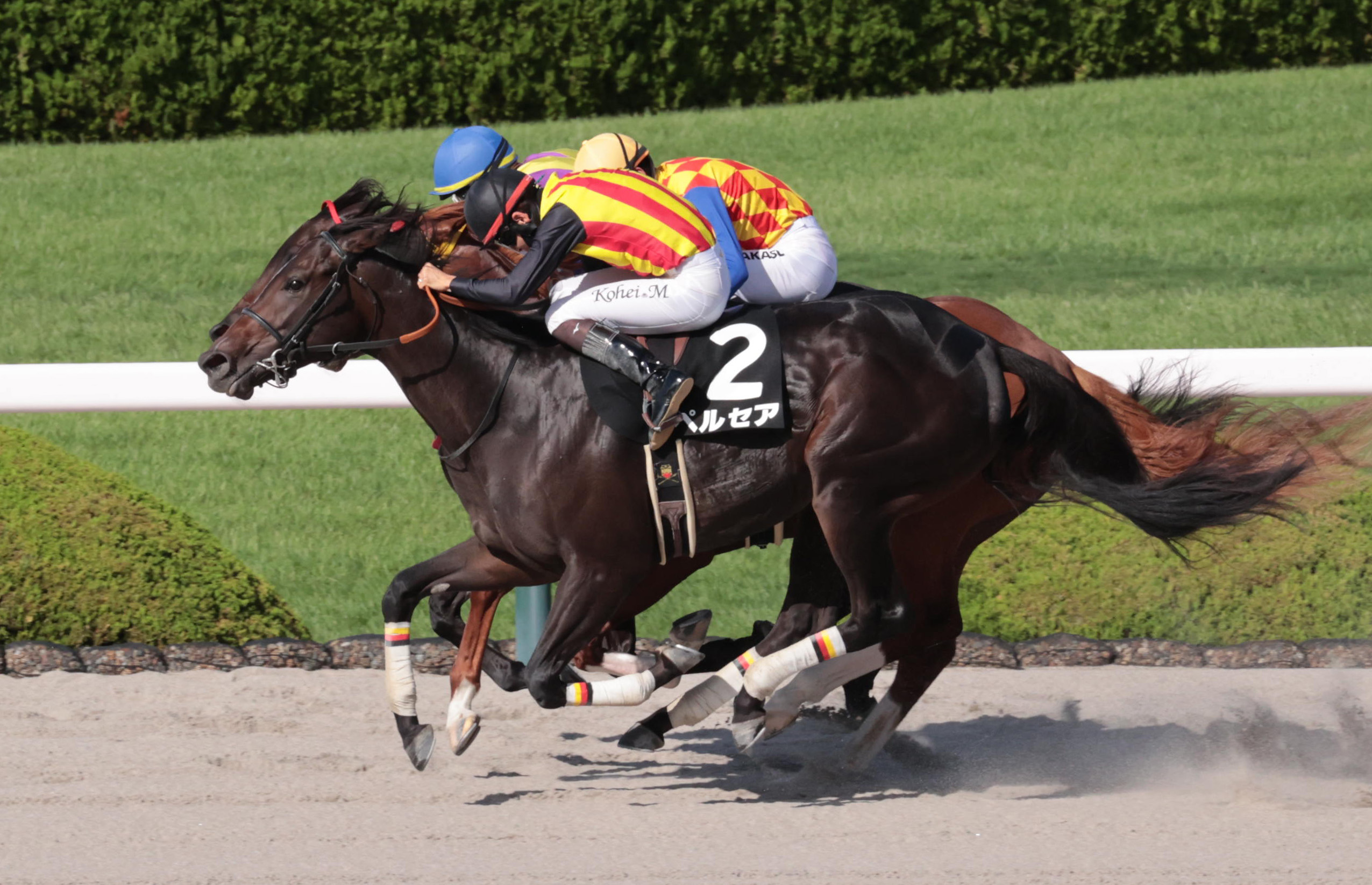 ヤマボウシ賞】2番人気ペルセアが鮮やかに差し切る 松山弘平騎手「我慢