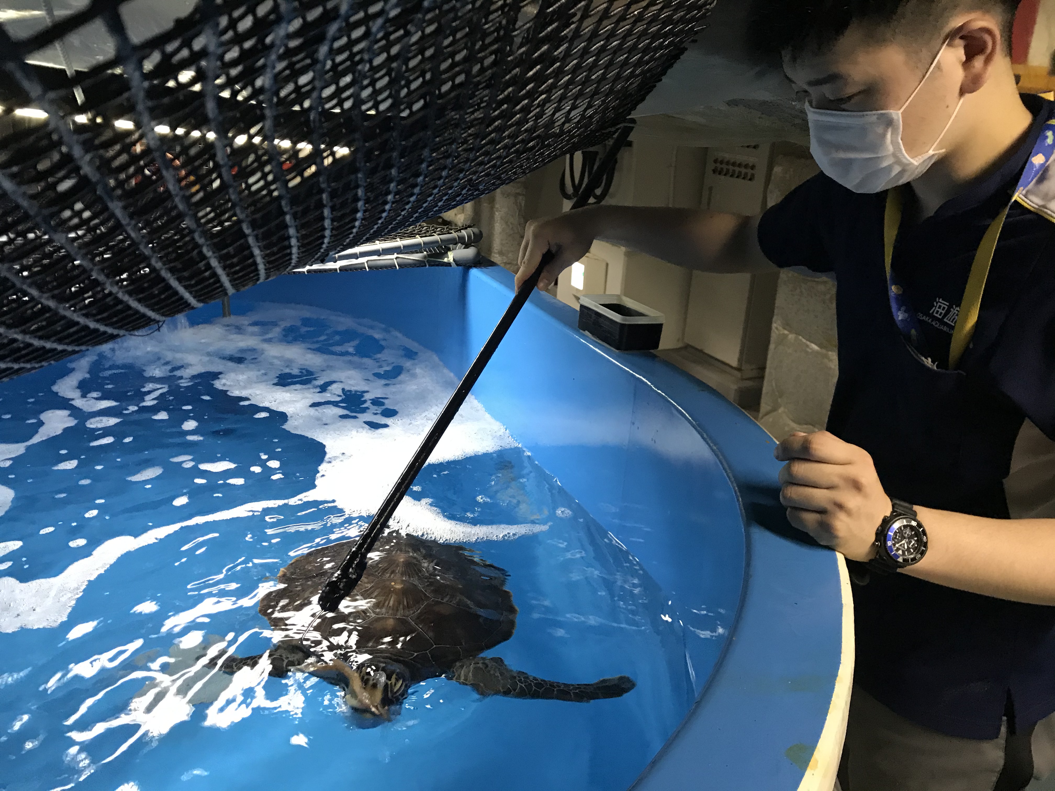 保護されたウミガメが１カ月以上プラごみ排出 海遊館 産経ニュース