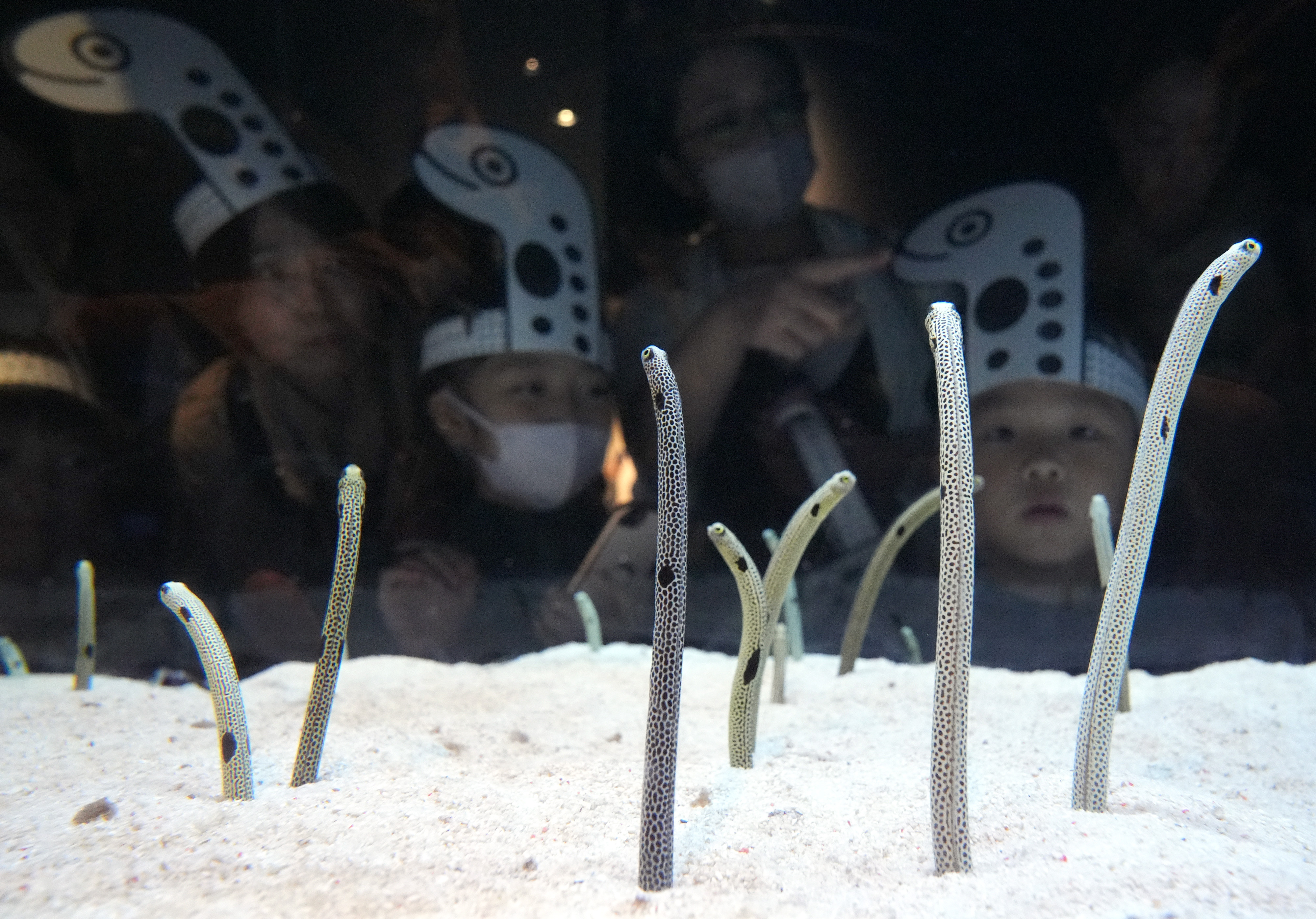 11月11日は「チンアナゴの日」制定11年 11時11分のすみだ水族館の様子