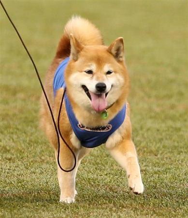 燕戦は５年連続 ベースボール犬 わさびちゃんが始球式に登場 サンスポ