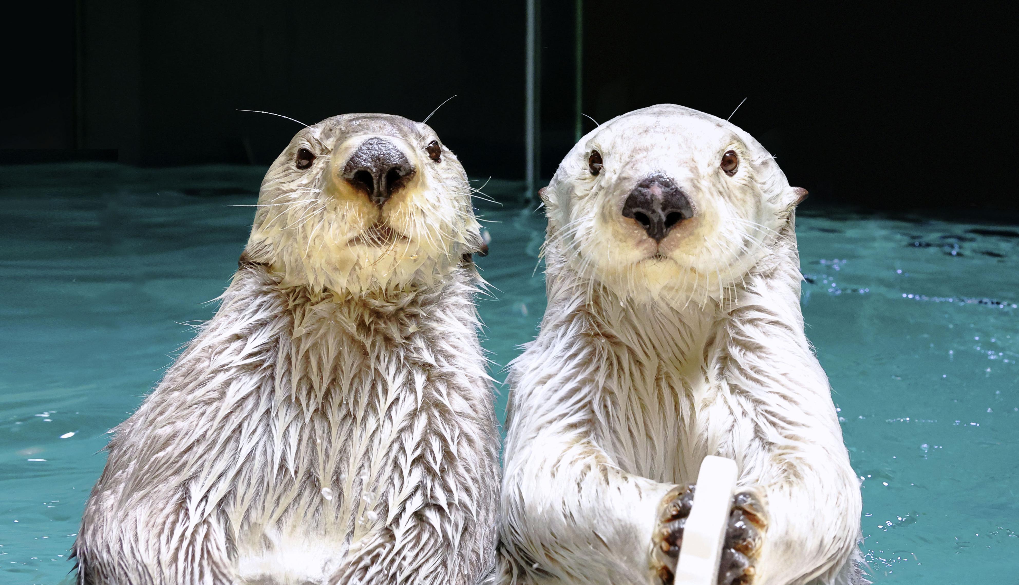 水族館のラッコが絶滅の危機に、国内はいまや鳥羽の2頭だけ 輸入は規制