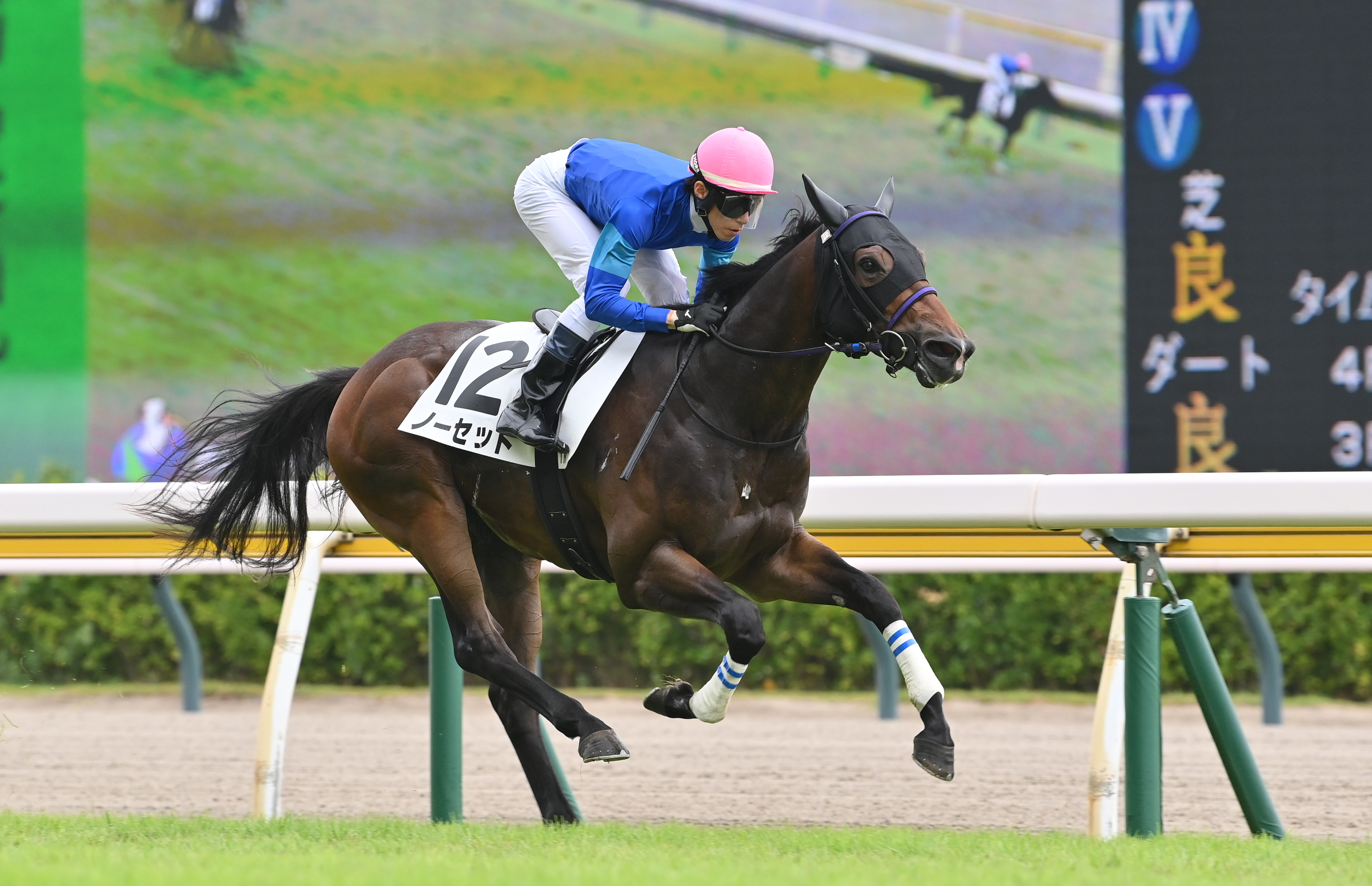 2歳未勝利・新潟1R】ノーセットが7馬身差の大楽勝 津村騎手「僕は乗っ