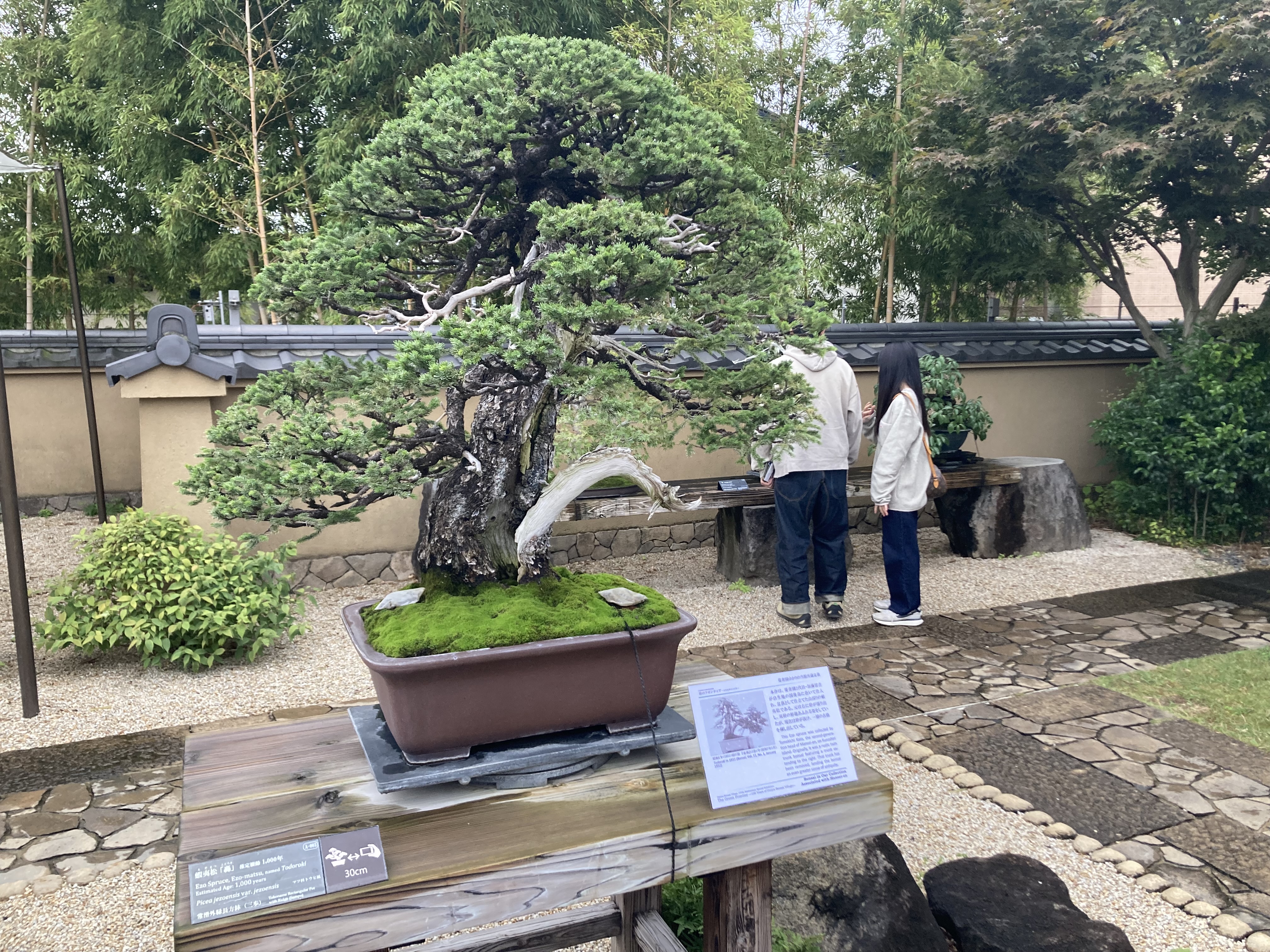 さいたま市盆栽村が100周年で特別展開催 山岡鉄舟の店看板、樹齢1000年