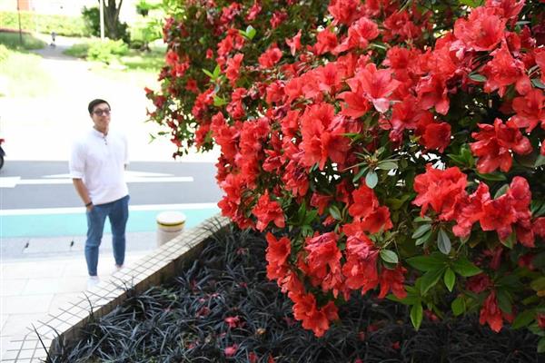 樹齢100年超、甲府信金本店前のケラマツツジ今年も見頃 - 産経ニュース