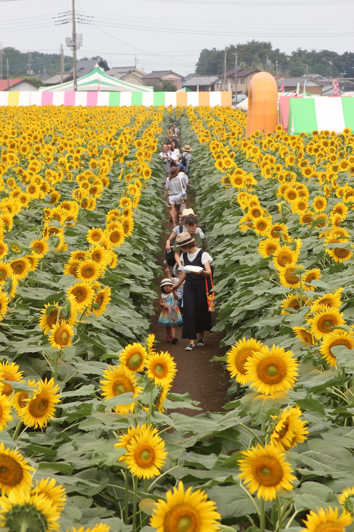 まち・文化】咲き誇るヒマワリ、圧巻の光景 北海道・北竜、栃木・野木