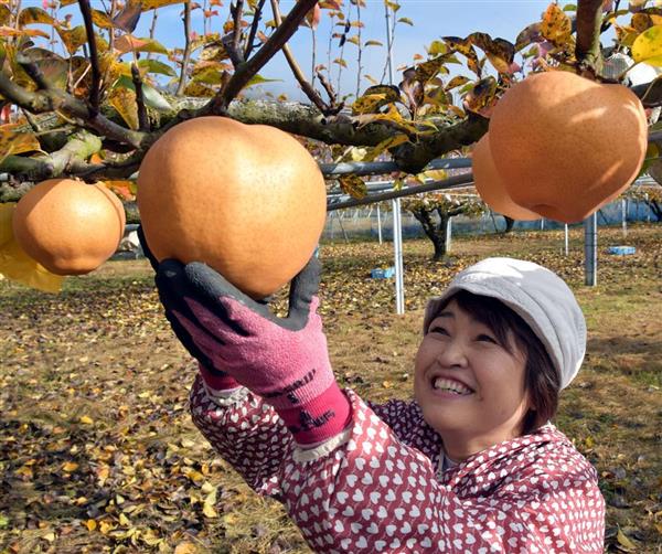 大きさは人間の顔面並み 特大 愛宕梨 の収穫最盛期 岡山 真庭 産経ニュース