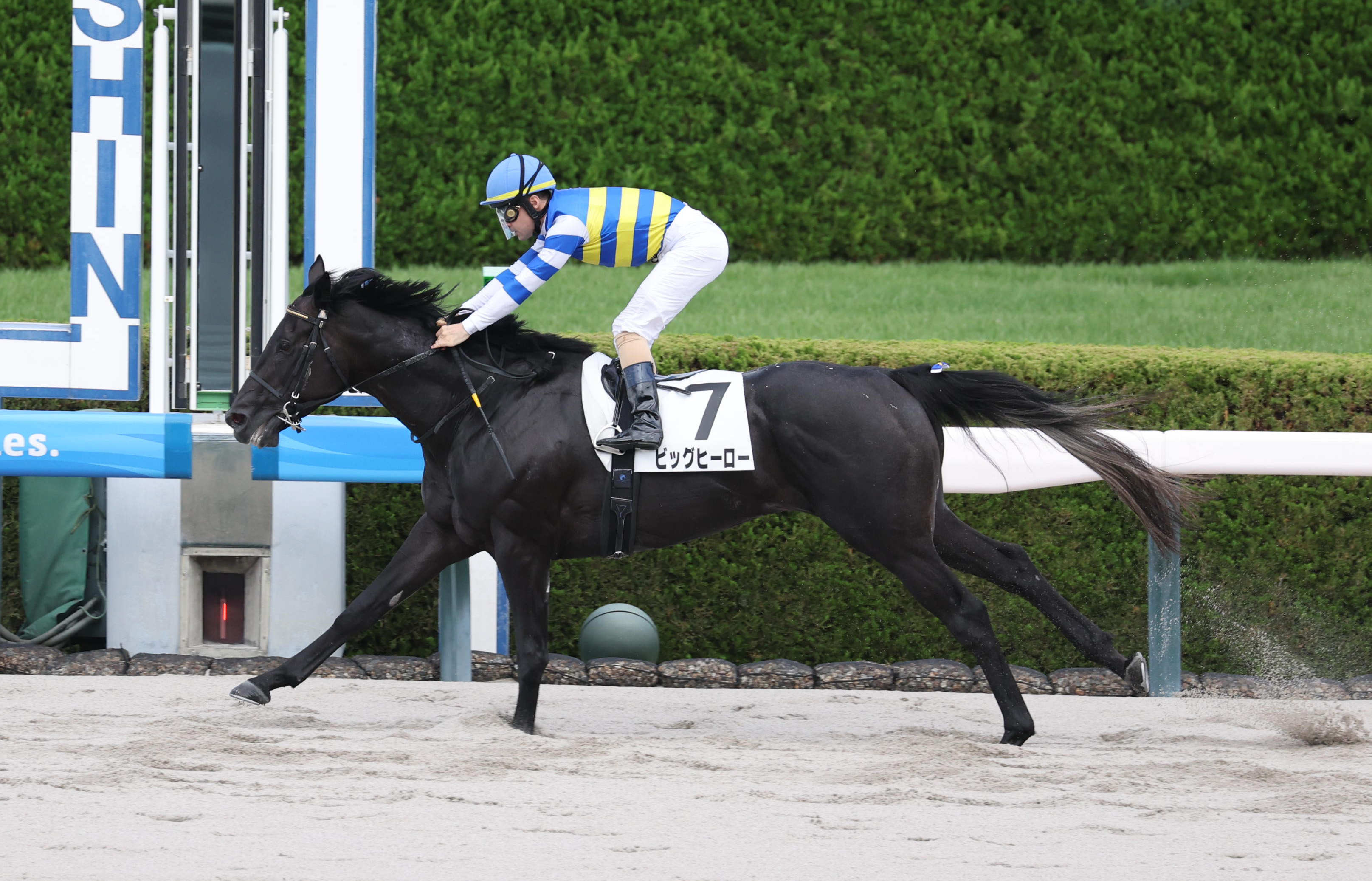 阪神6R】西日本エリア最後のJRA3歳未勝利戦は福永厩舎のコントレイル産