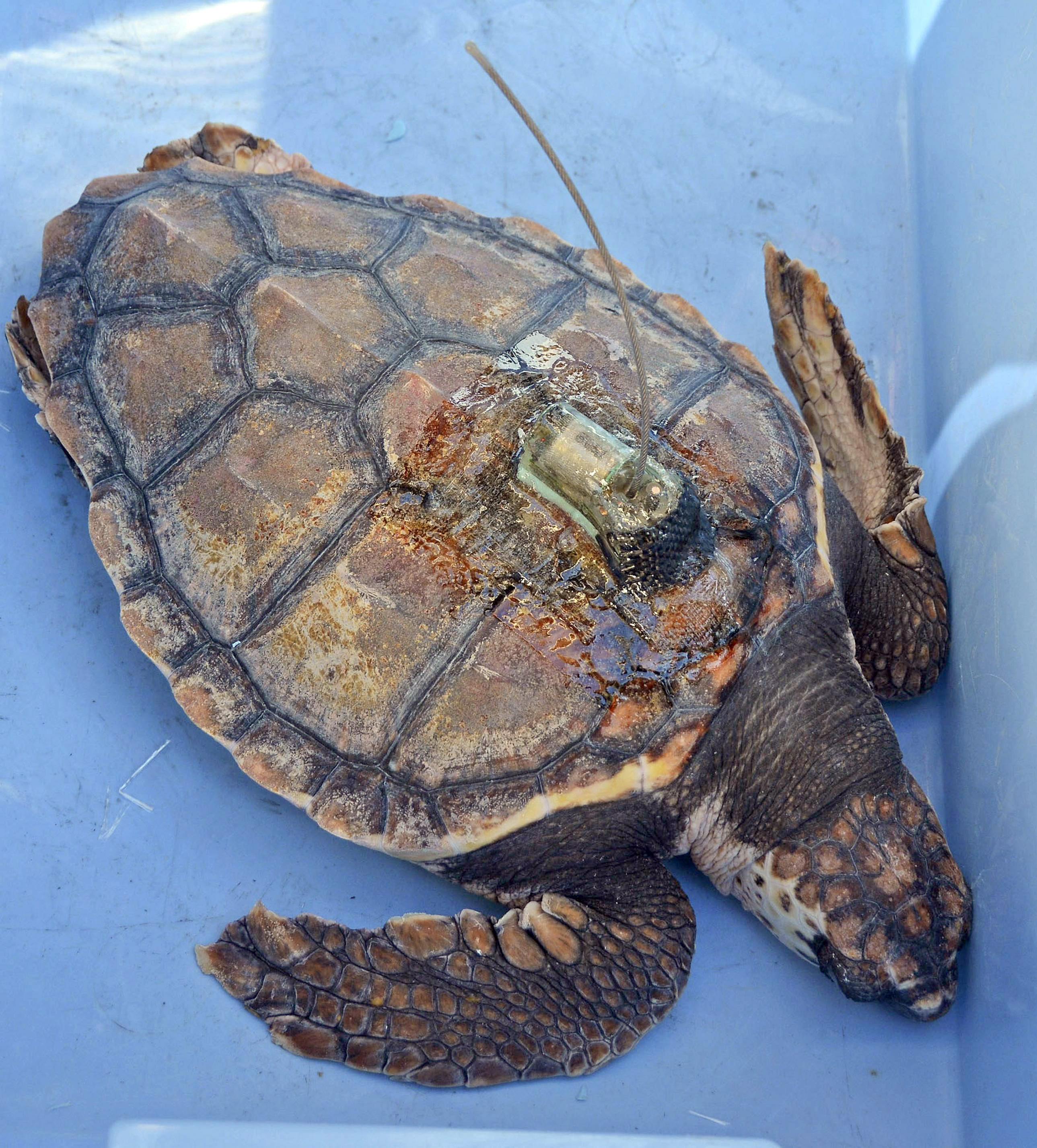 アカウミガメ回遊ルートを解明 送信機付け太平洋に放流 - 産経ニュース