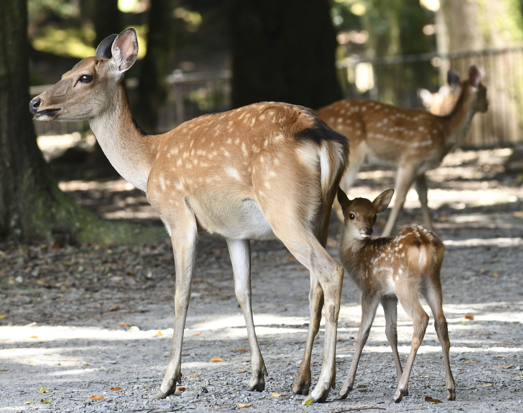 子ジカ64頭 公園デビュー 奈良、母の後ろで初々しく - 産経ニュース