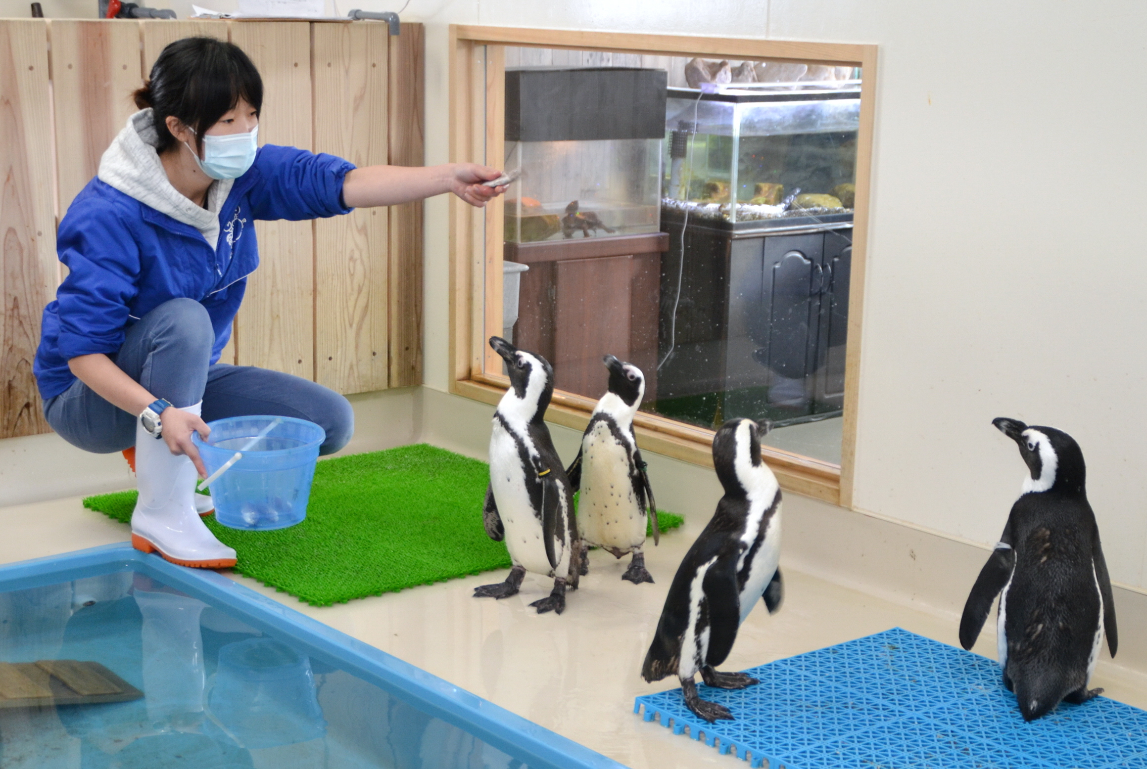 ペンギン 羽根 返礼品に 検診費など募り和歌山の水族館 イザ